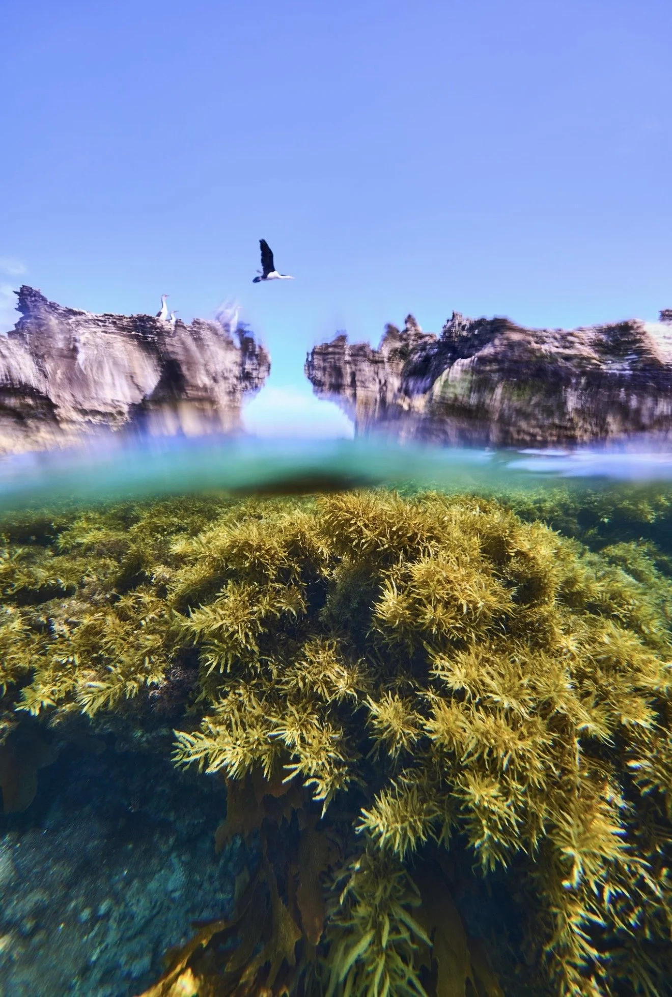 Macroalgae growing beneath the water beside an intertidal limestone reef in the Jurien Bay Marine Park.