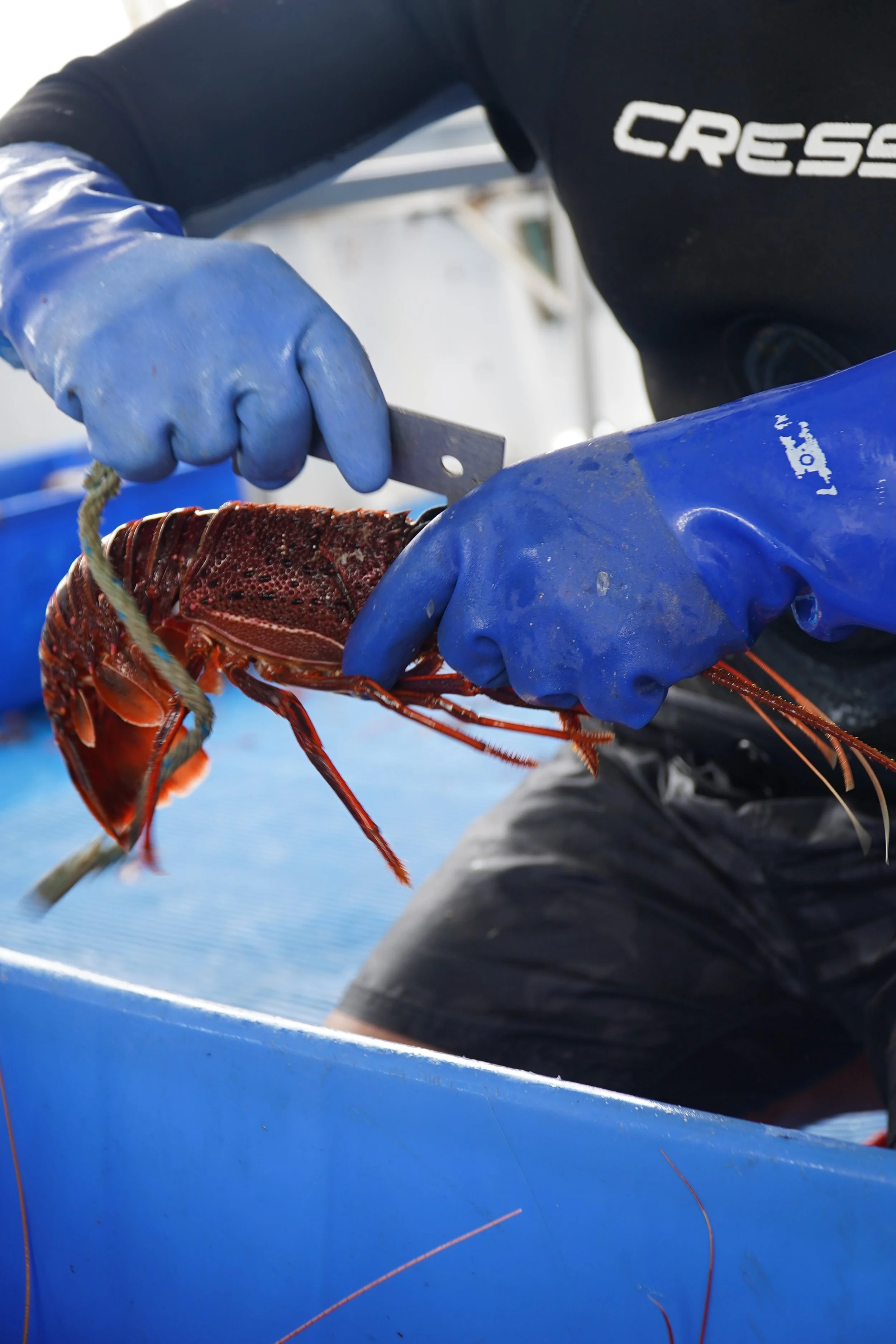 Crew member examining a Western Rock Lobster during a guided lobster experience in Jurien Bay.