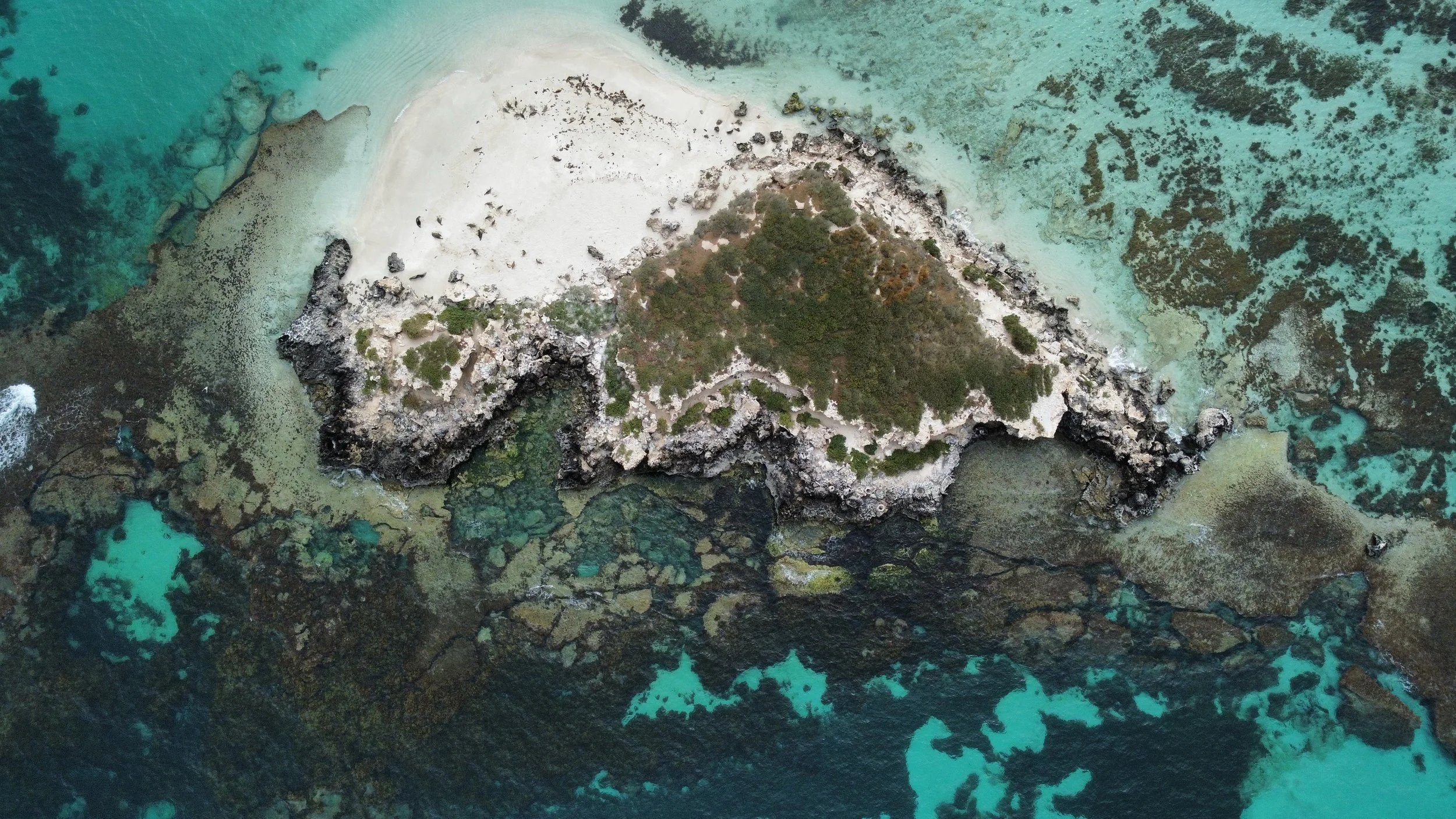 Top-down aerial view of a vegetated limestone island surrounded by shallow reefs in Jurien Bay Marine Park.