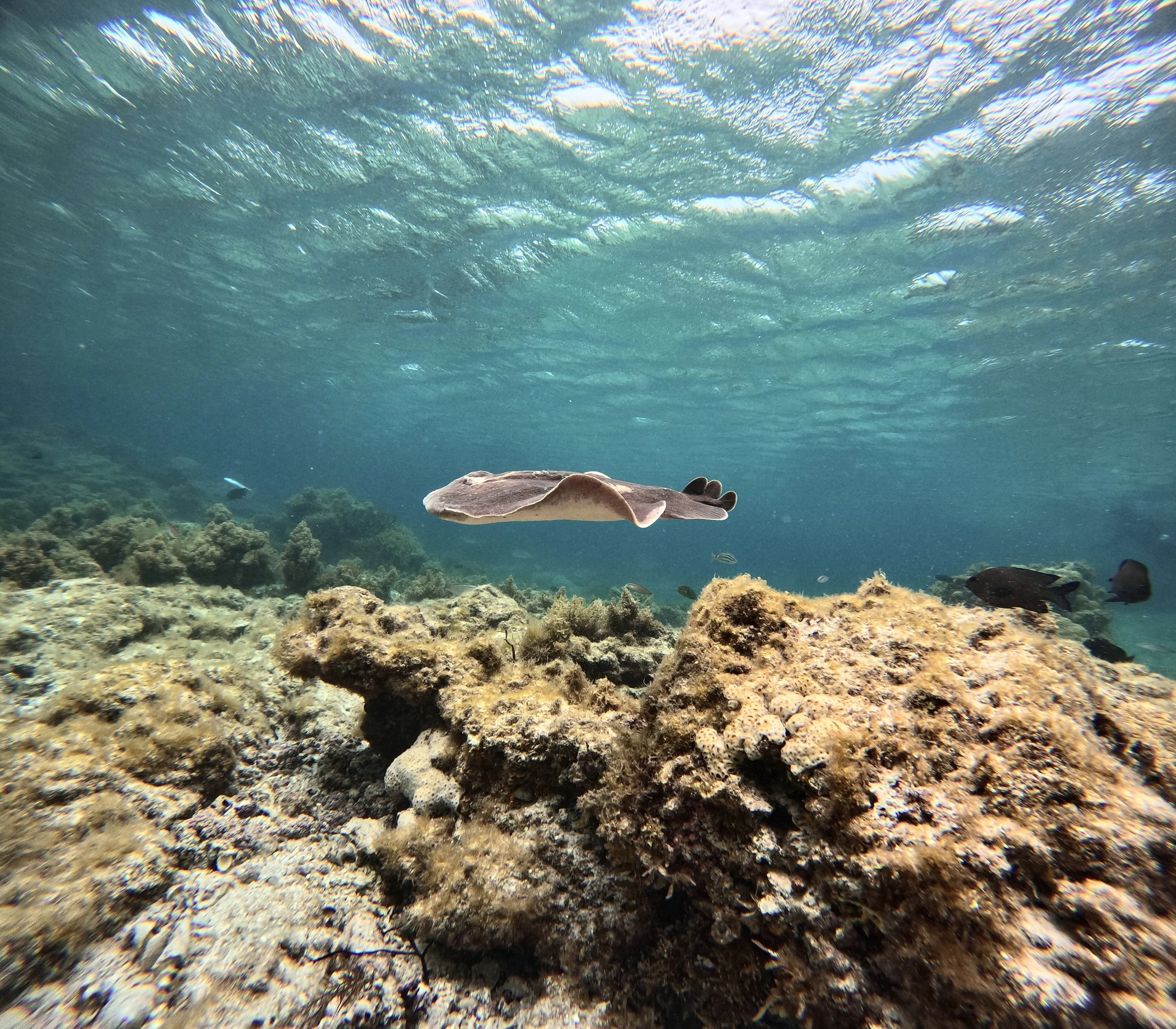Eagle ray gliding above a reef in clear waters of the Jurien Bay Marine Park, Western Australia.
