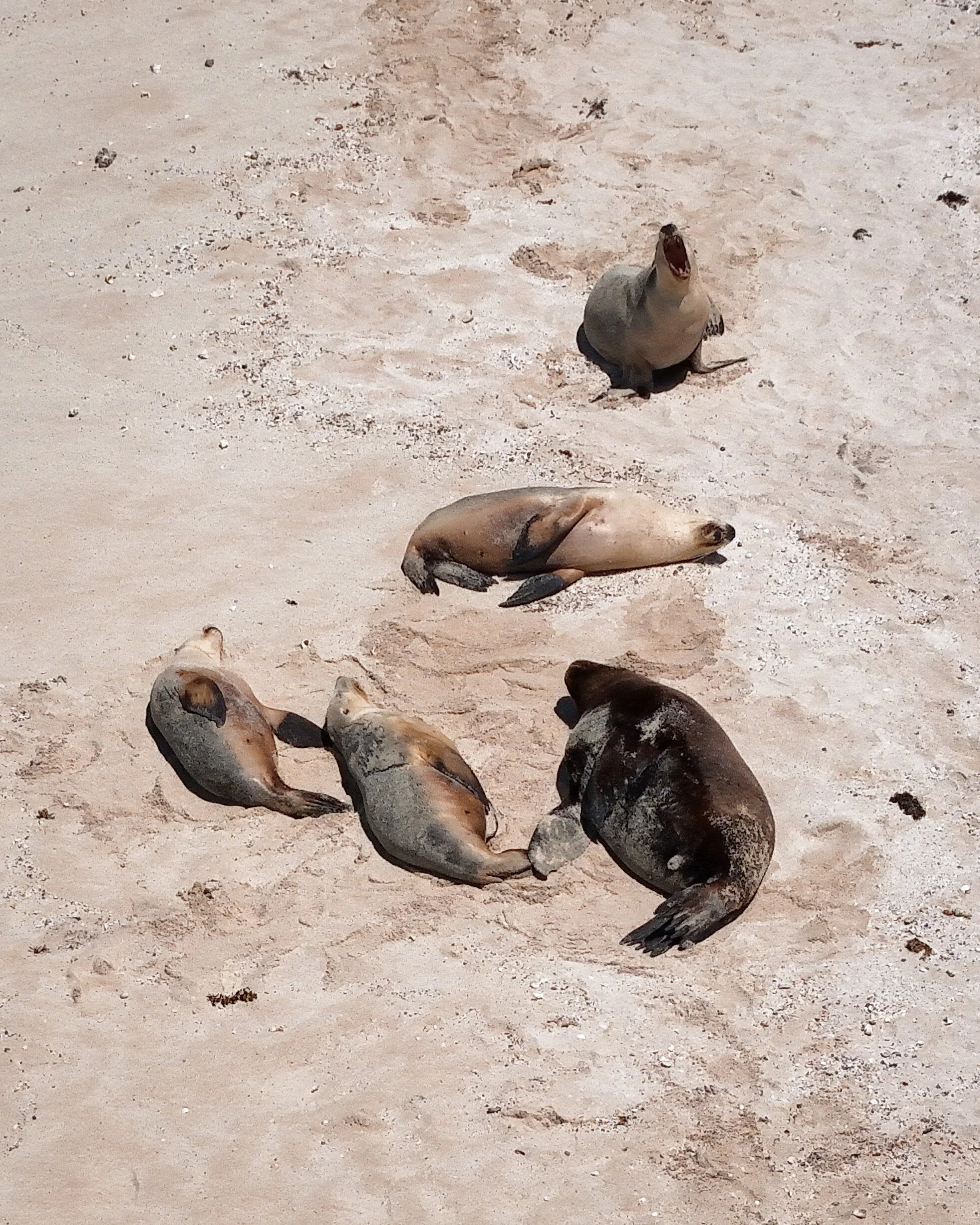 Australian sea lions resting together on a sandy island beach in Jurien Bay Marine Park.