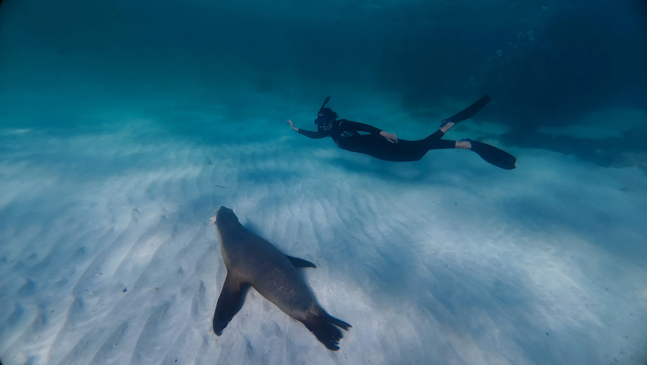 Snorkeller observing Australian sea lion in the clear waters of the Jurien Bay Marine Park, Western Australia