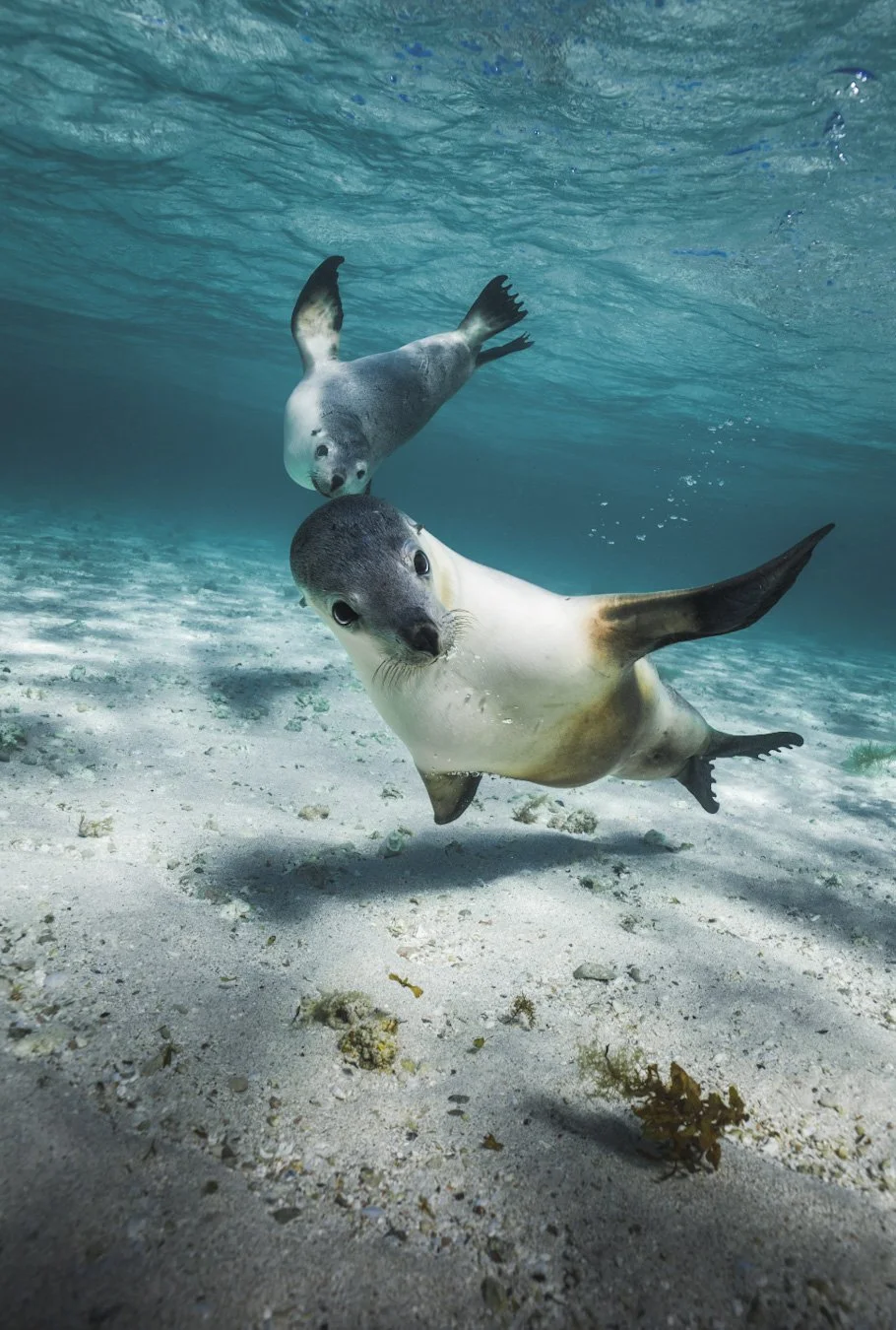 Two playful Australian sea lions swimming in the clear waters of Jurien Bay Marine Park, Western Australia.