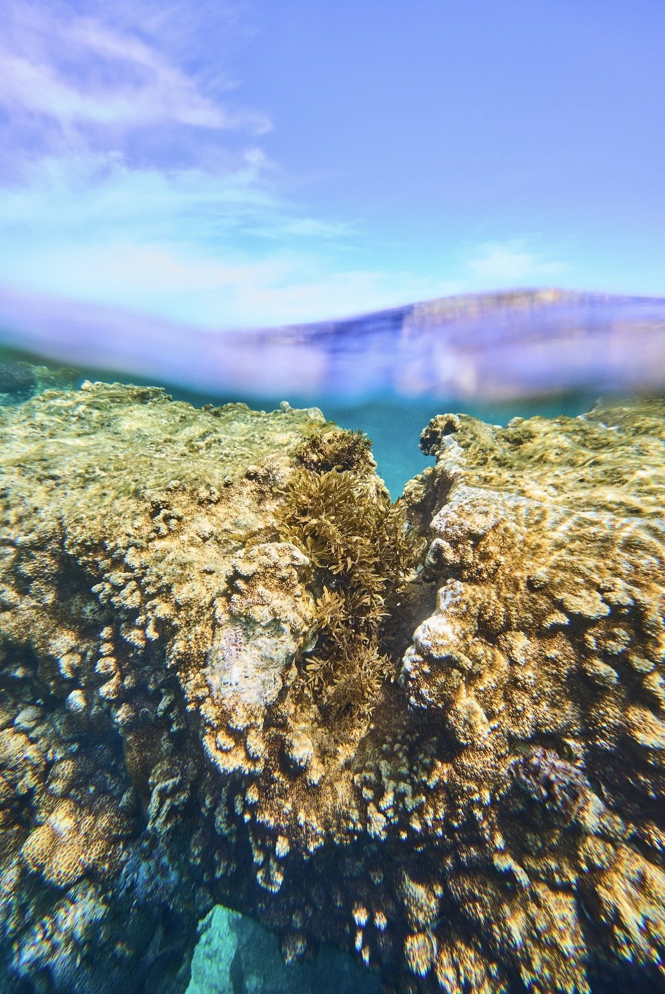 Split-level view of a shallow limestone reef beneath the clear water of Jurien Bay Marine Park.