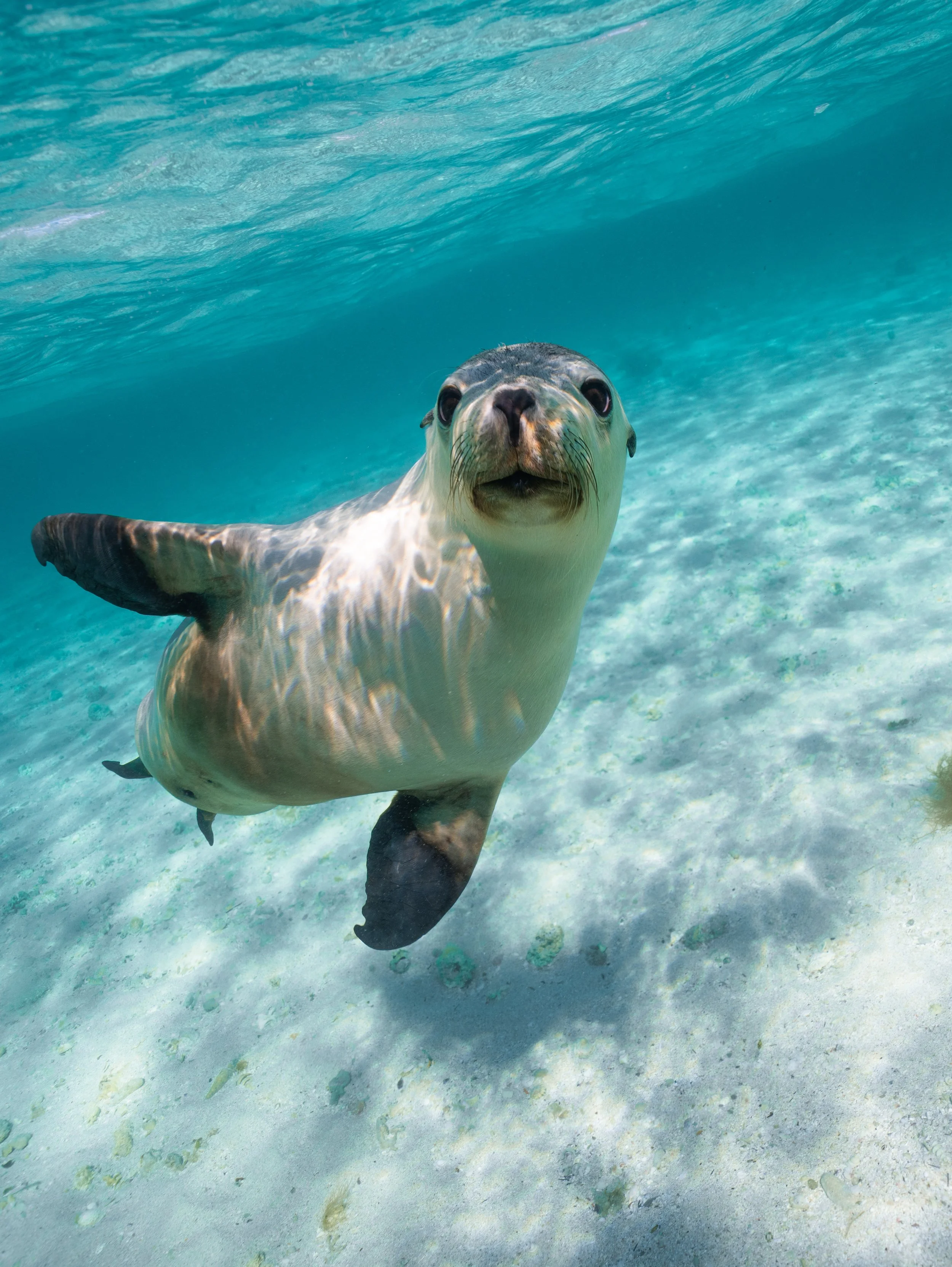 Swimmer interacting with a wild Australian sea lion in the Jurien Bay Marine Park.