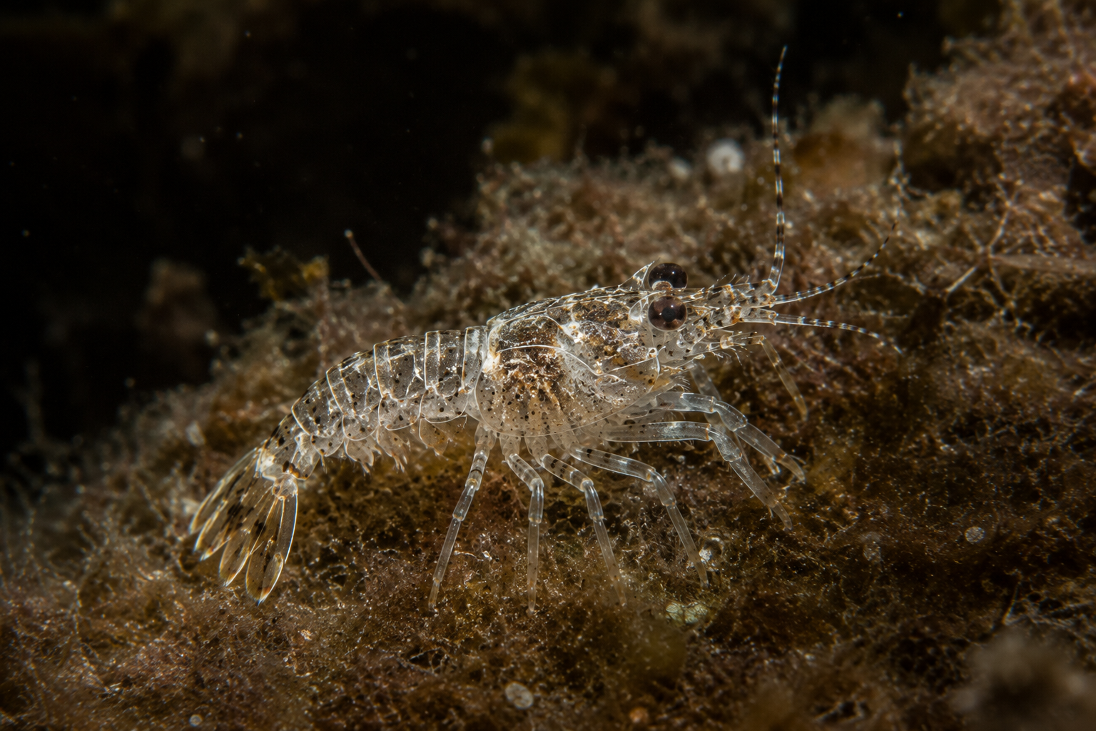 Transparent puerulus stage of a Western Rock Lobster returning to the Western Australian coastline.