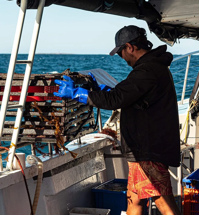 Crew member hauling and checking a Western Rock Lobster pot during a catch and keep tour in Jurien Bay, Western Australia.
