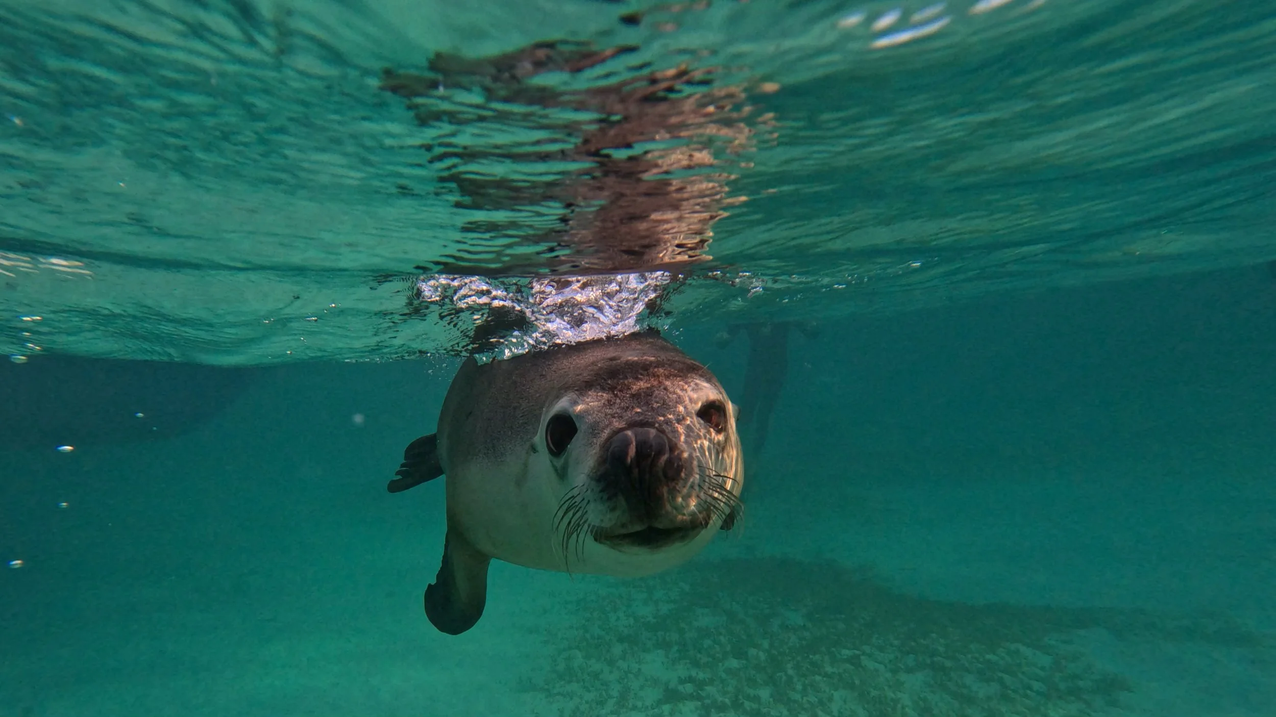Australian sea lion swimming beneath the surface in the clear waters of the Jurien Bay Marine Park, Western Australia