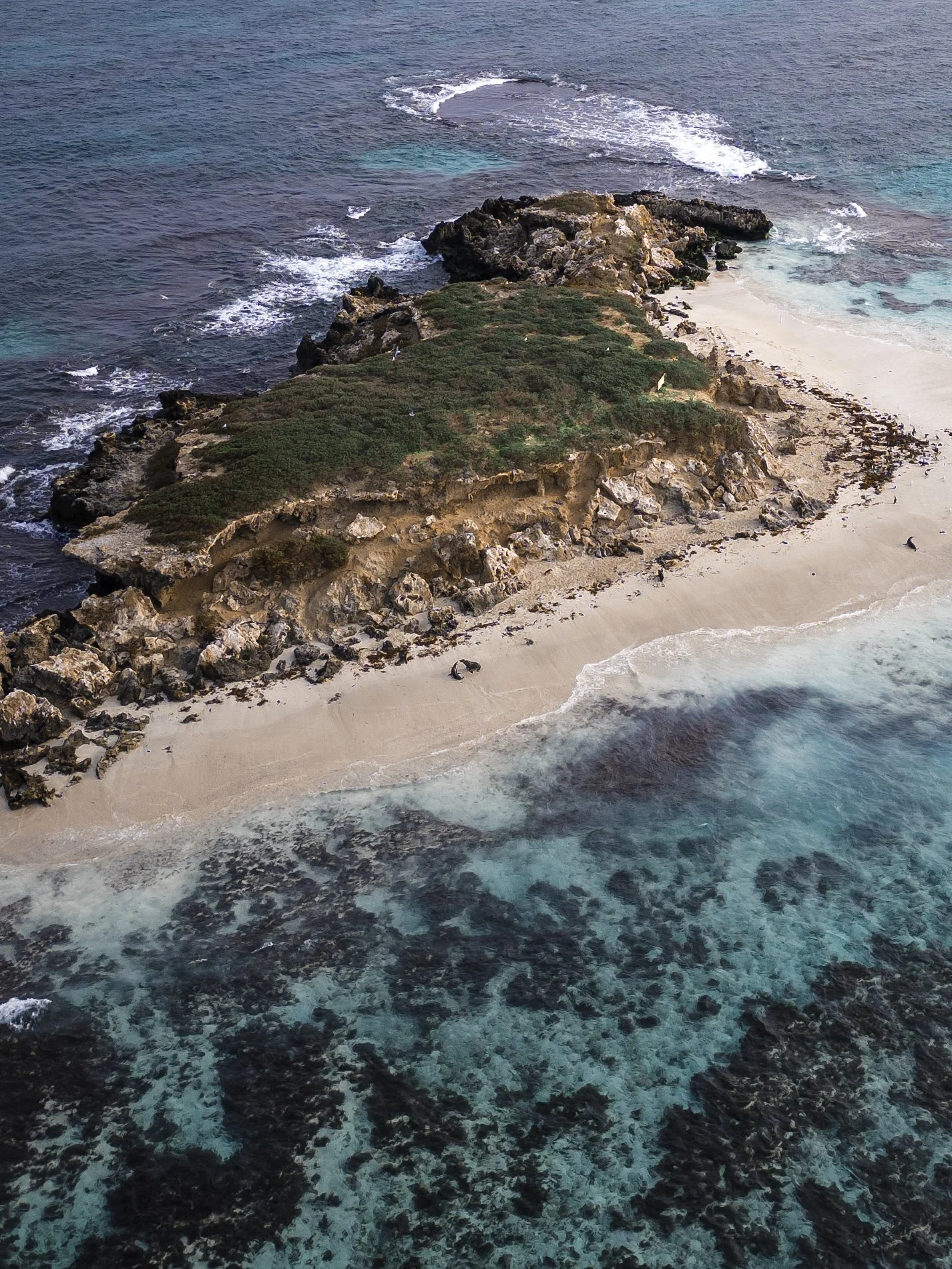 Aerial view of Australian sea lions resting on the beach of a limestone island in the Jurien Bay Marine Park.