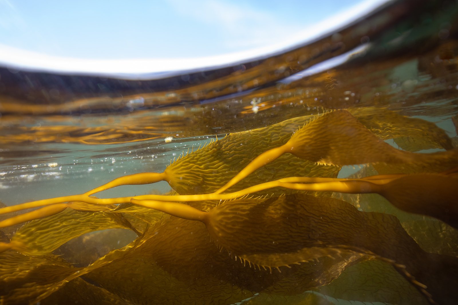 naas_foods_tofino_dried_kelp_jordan_stevie_indigenous_business-46_websize.jpg