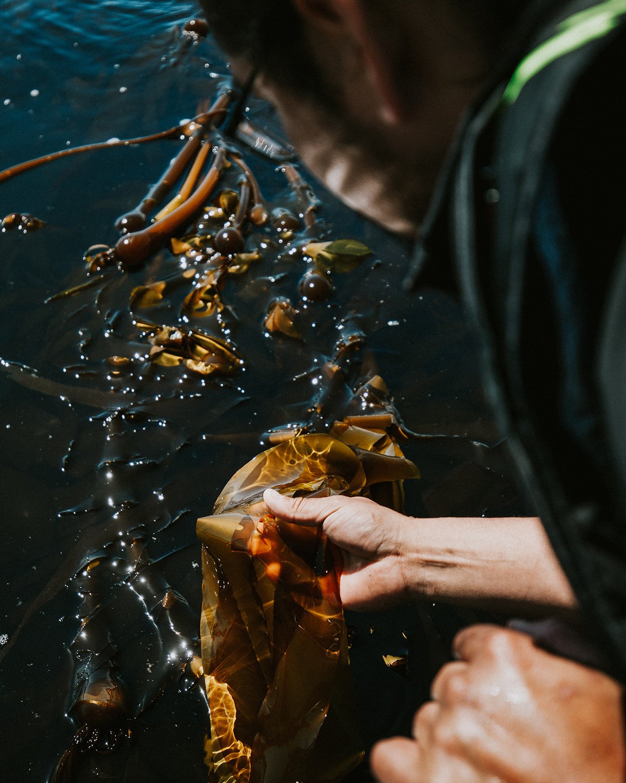 naas_foods_tofino_dried_kelp_jordan_stevie_indigenous_business-6_websize.jpg