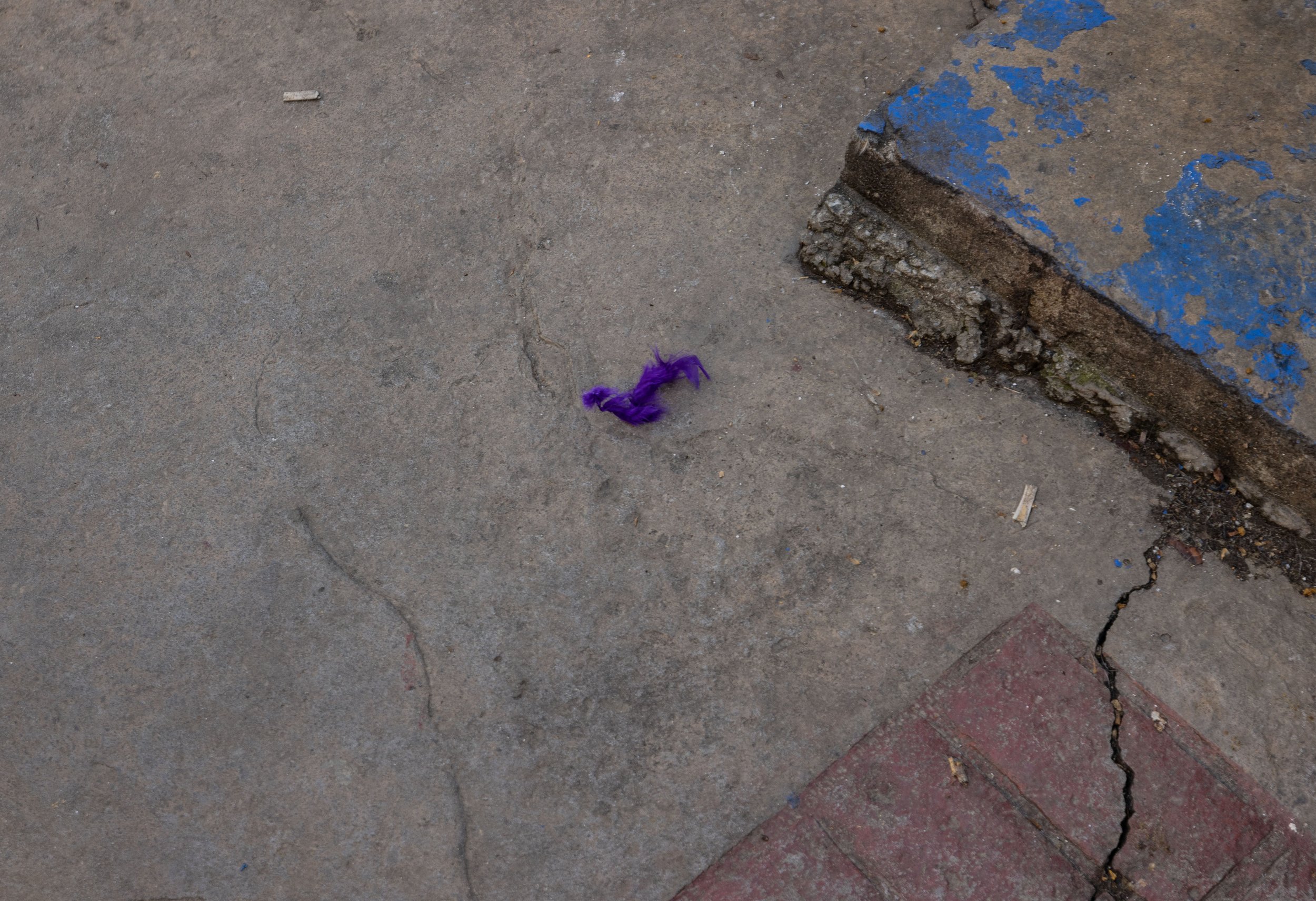  A purple feather remains on the sidewalk following an intense evening of protesting in Istanbul. The color represents women’s solidarity and was worn discreetly amongst women to demonstrate their support for the march. 