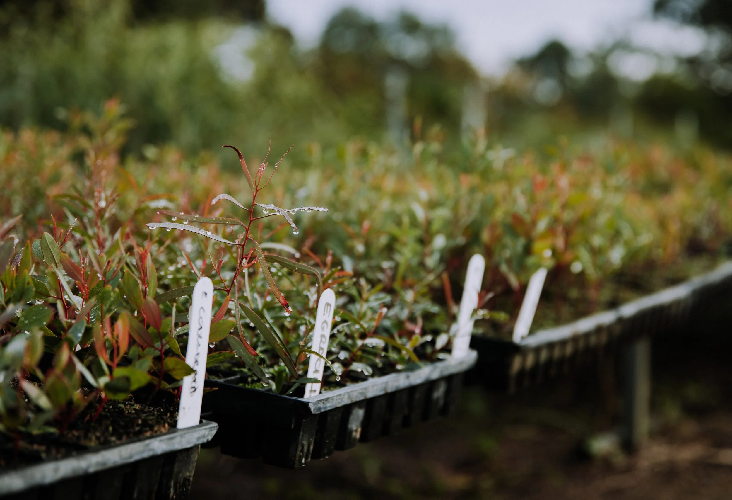 2025 Esperance Native Nursery byrosiehenderson-8558.jpg