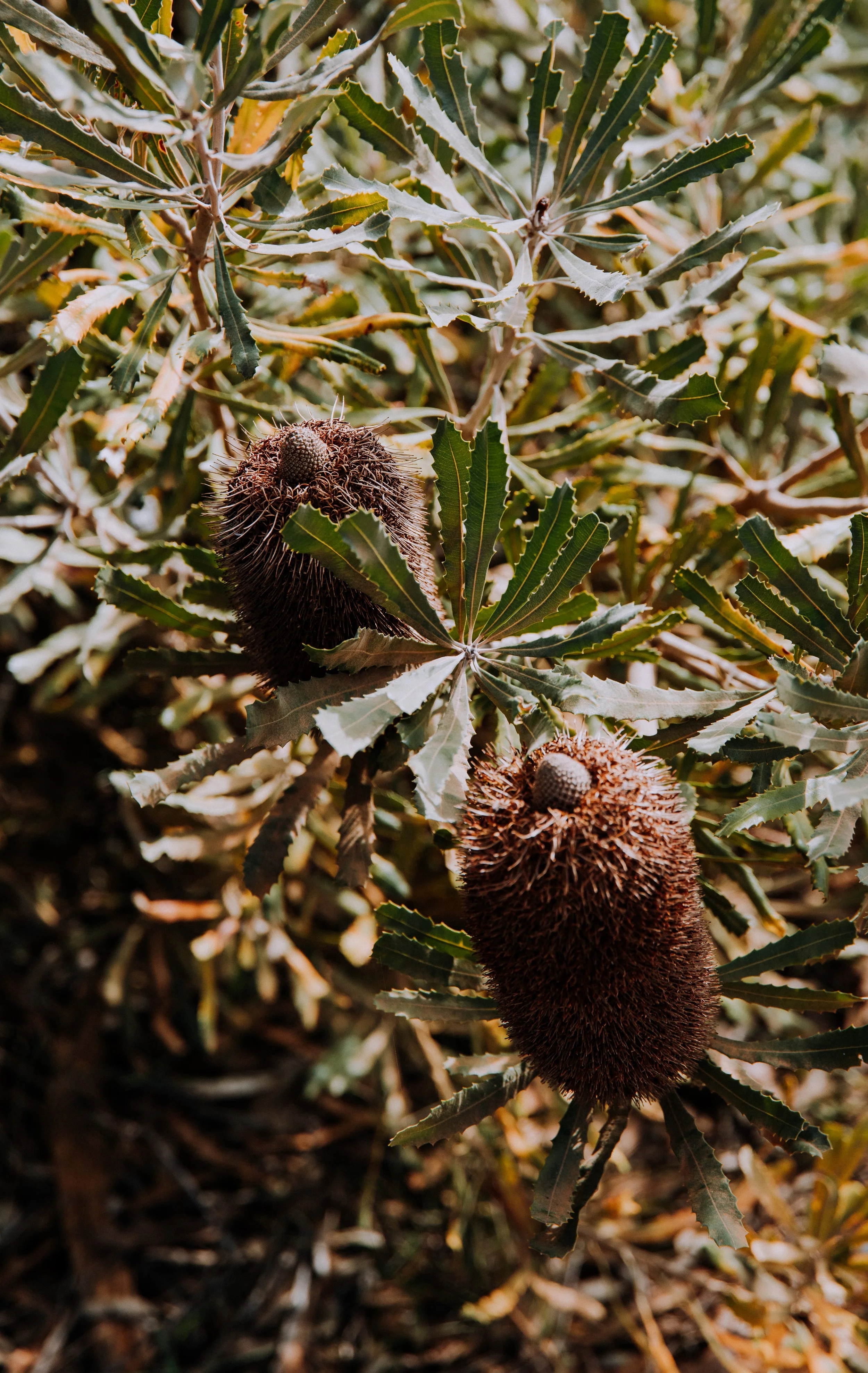 2025 Esperance Native Nursery byrosiehenderson-9397.jpg