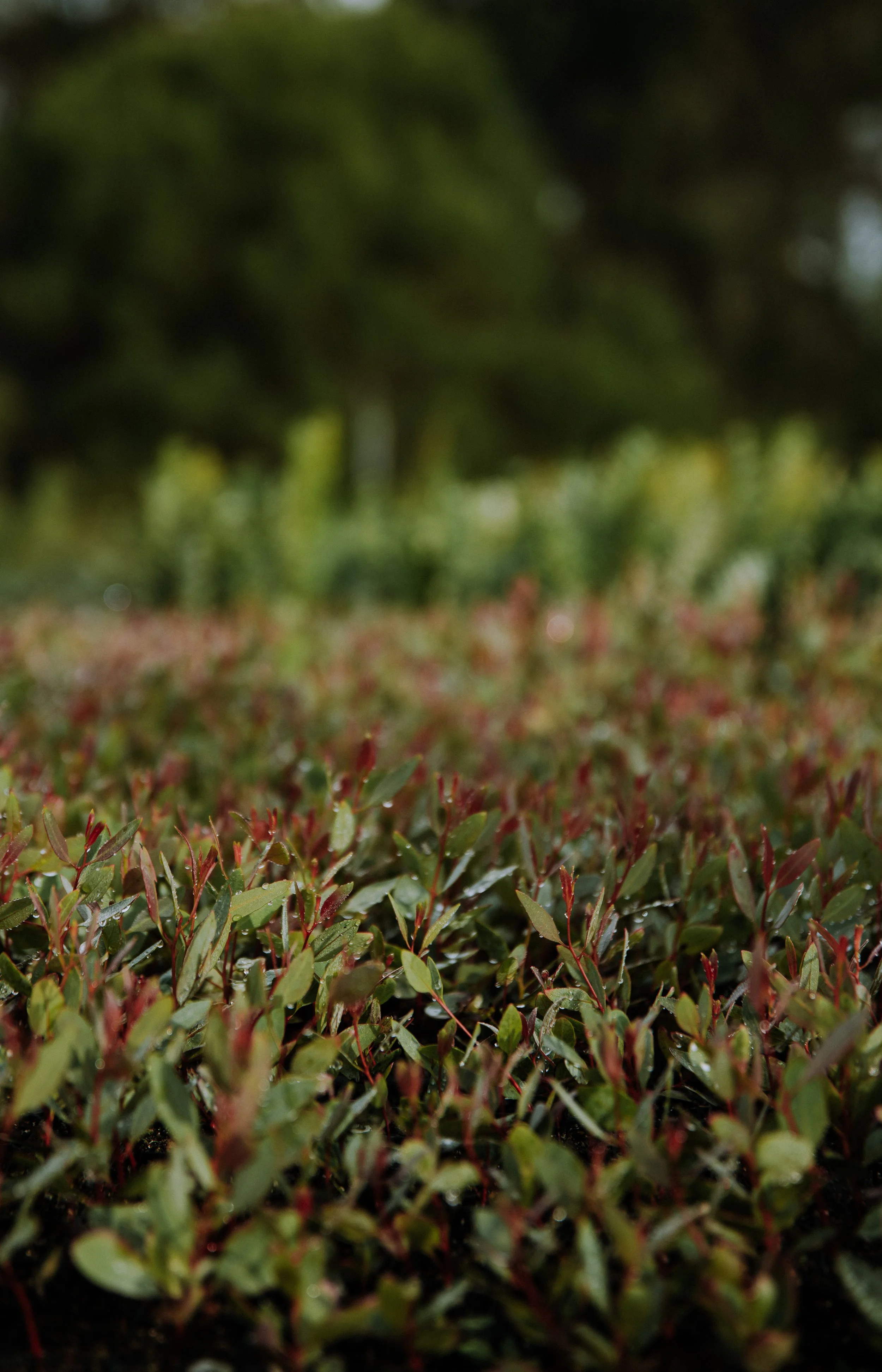 2025 Esperance Native Nursery byrosiehenderson-8568.jpg
