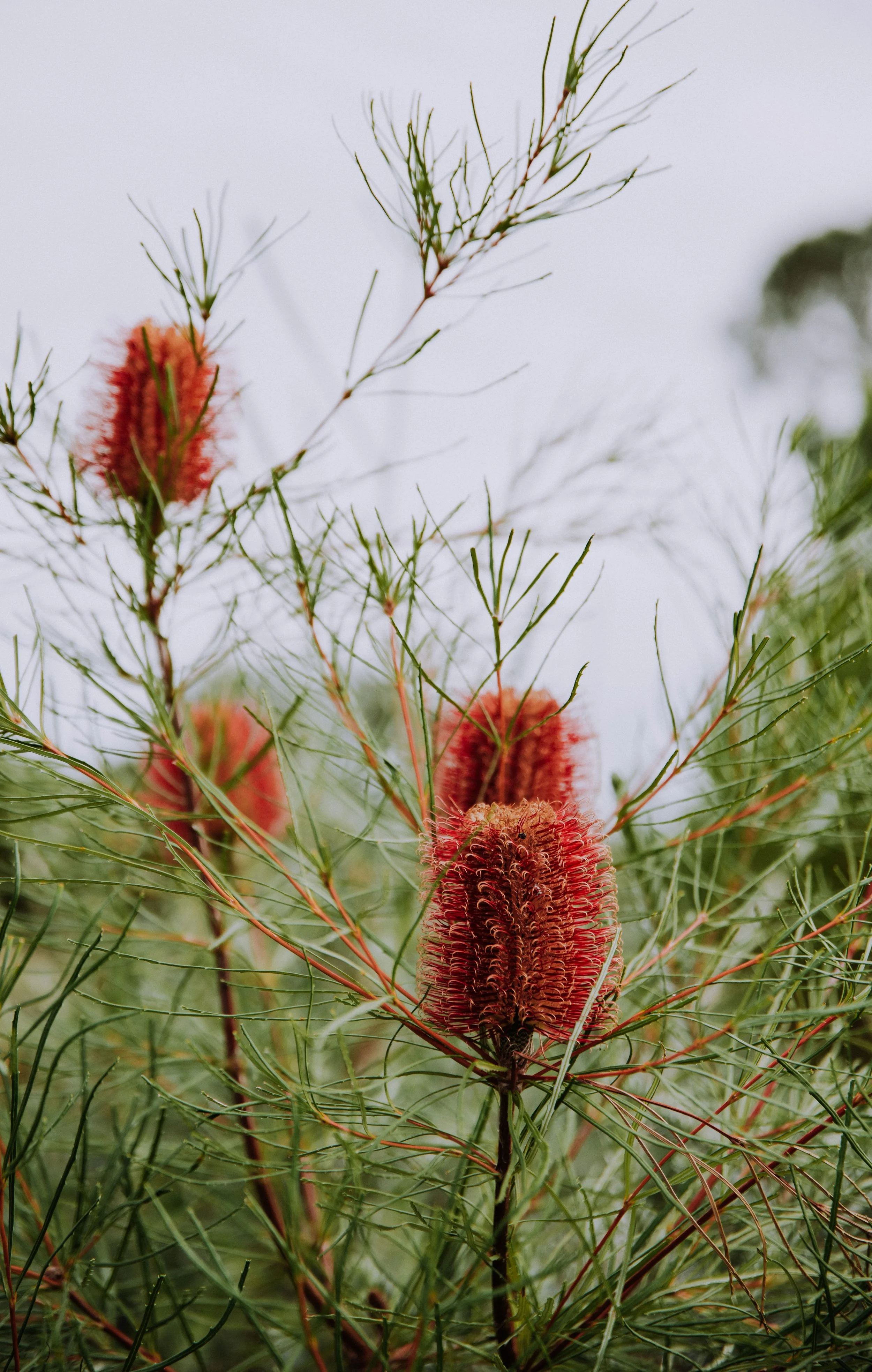 2025 Esperance Native Nursery byrosiehenderson-8667.jpg