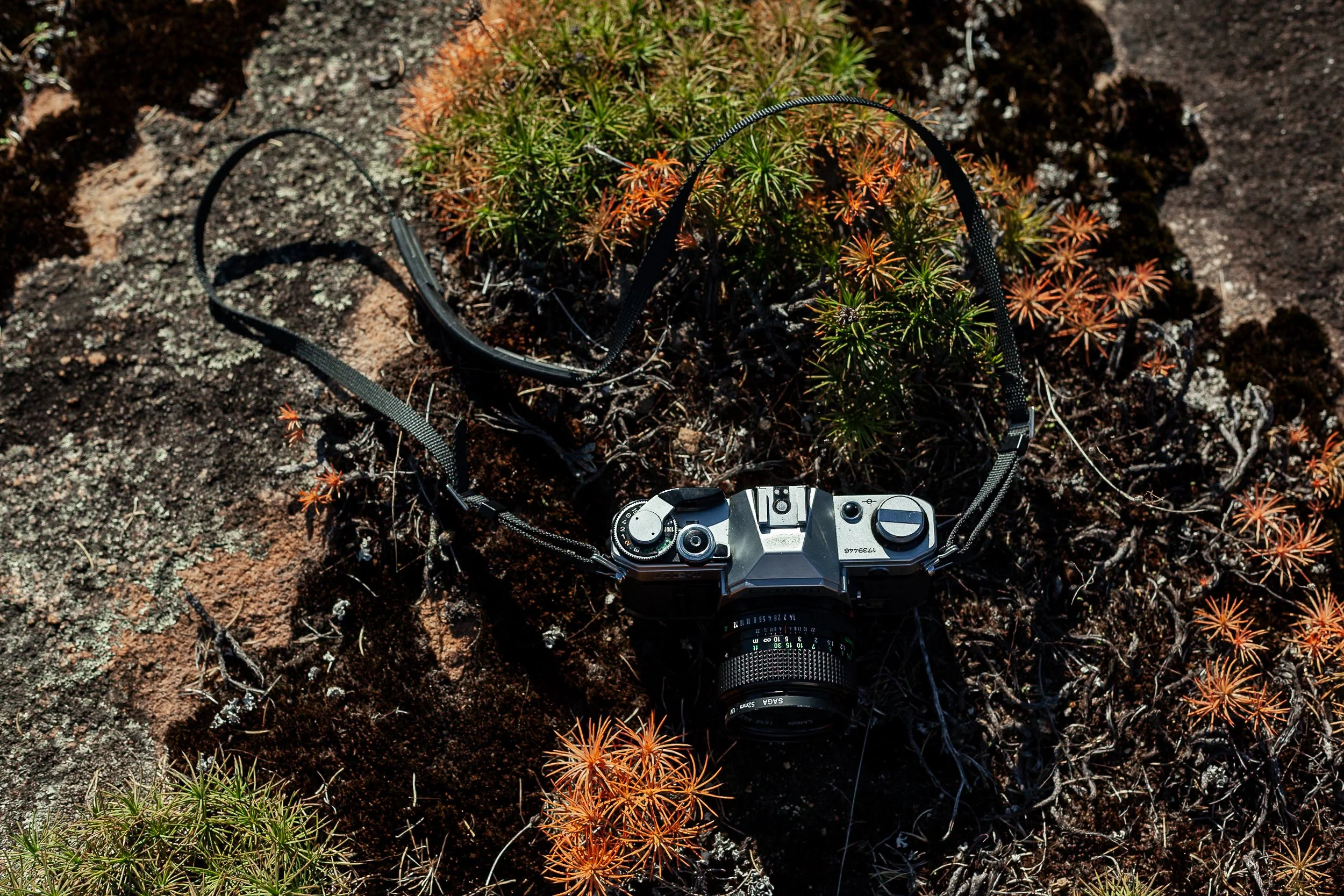 headshot byrosiehenderson-0293.jpg