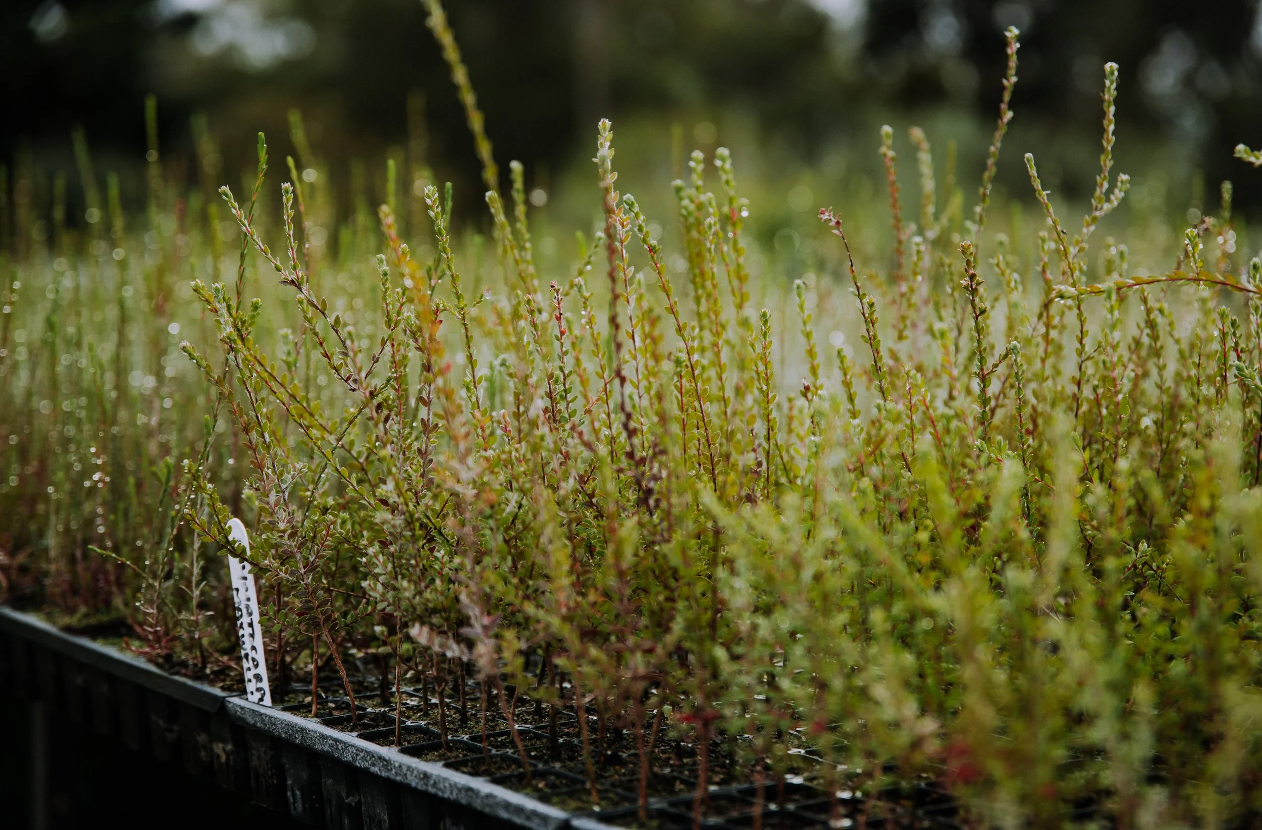 2025 Esperance Native Nursery byrosiehenderson-8631.jpg