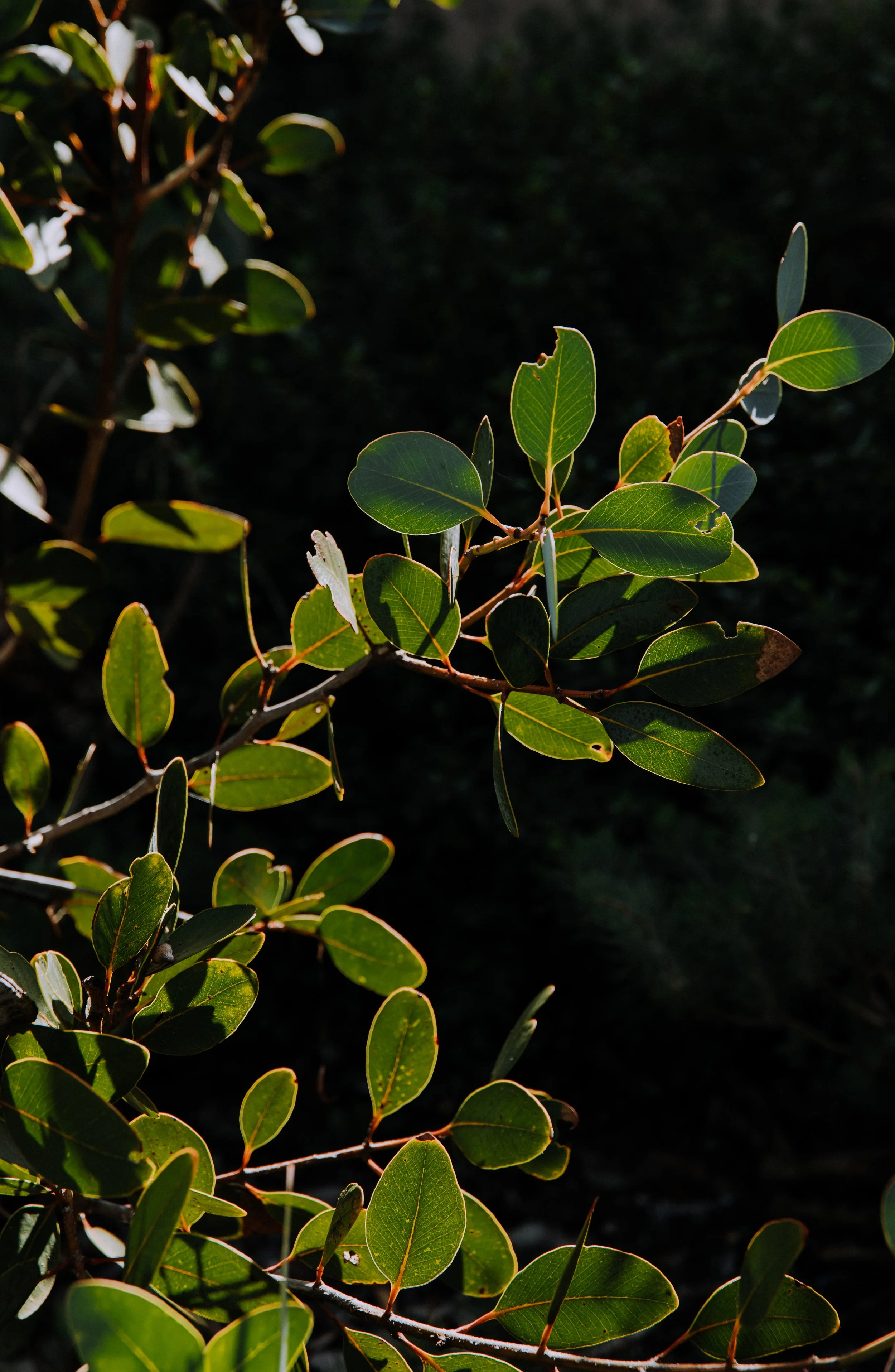 2025 Esperance Native Nursery byrosiehenderson-9364.jpg