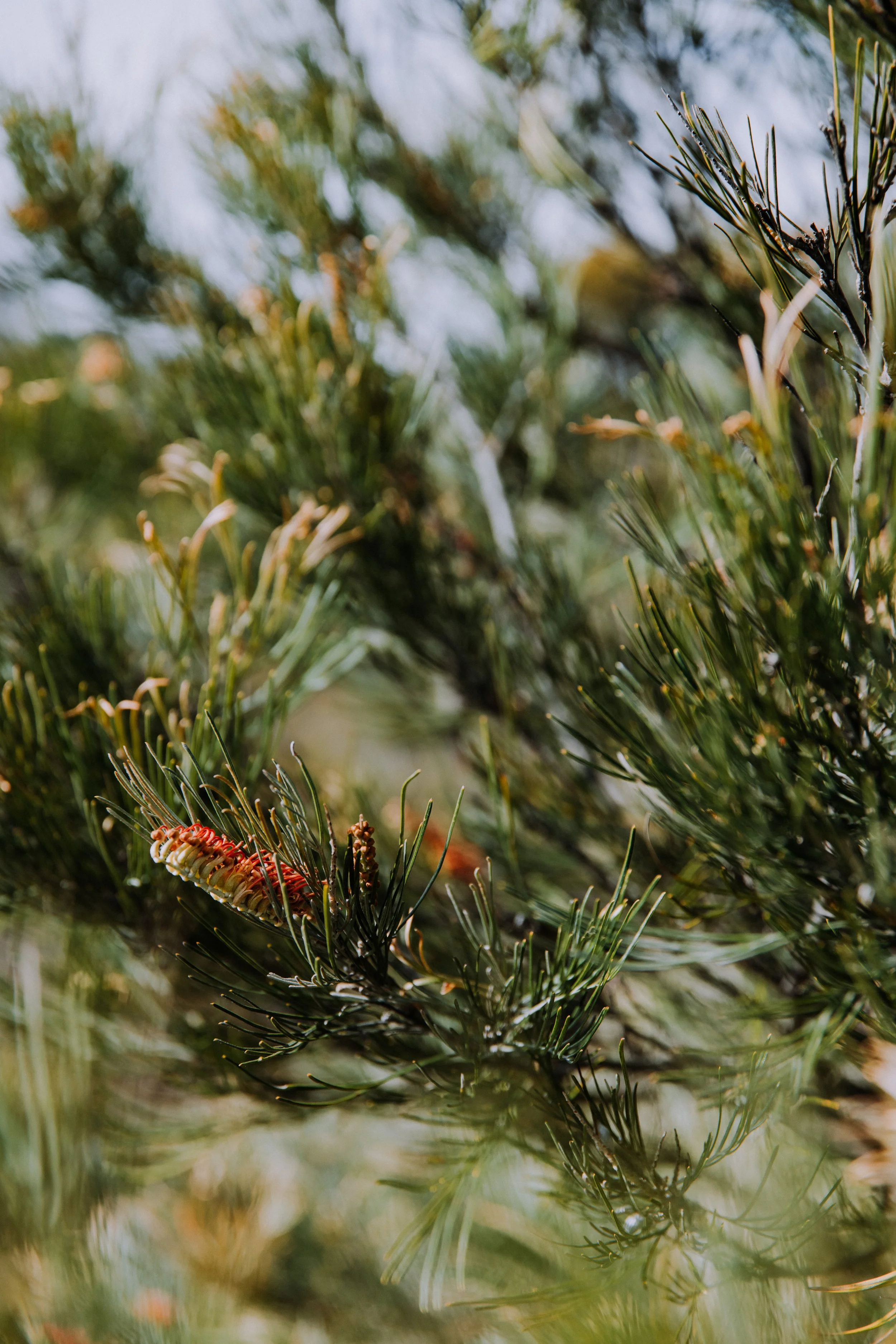 2025 Esperance Native Nursery byrosiehenderson-9448.jpg