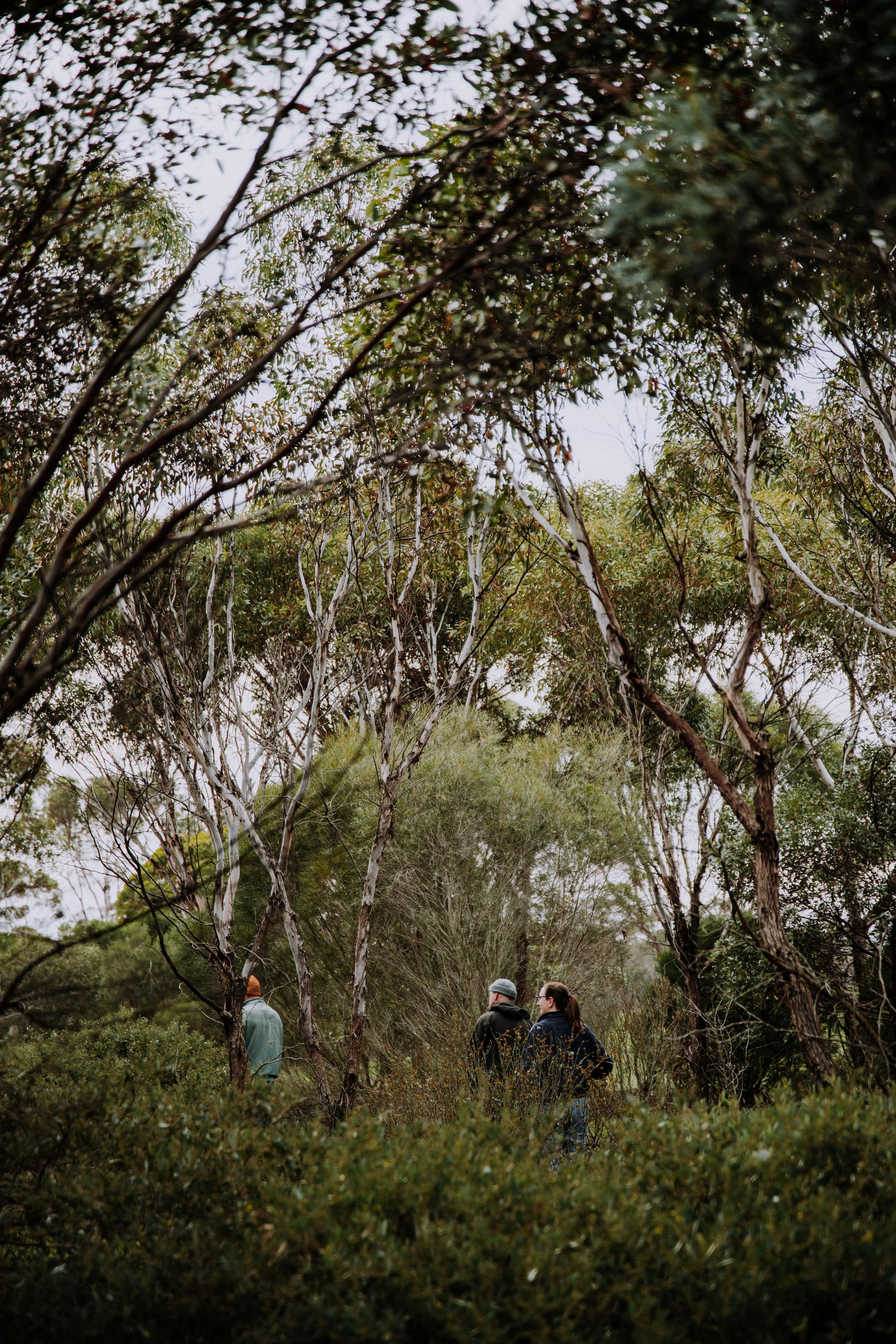 2025 Esperance Native Nursery byrosiehenderson-8991.jpg