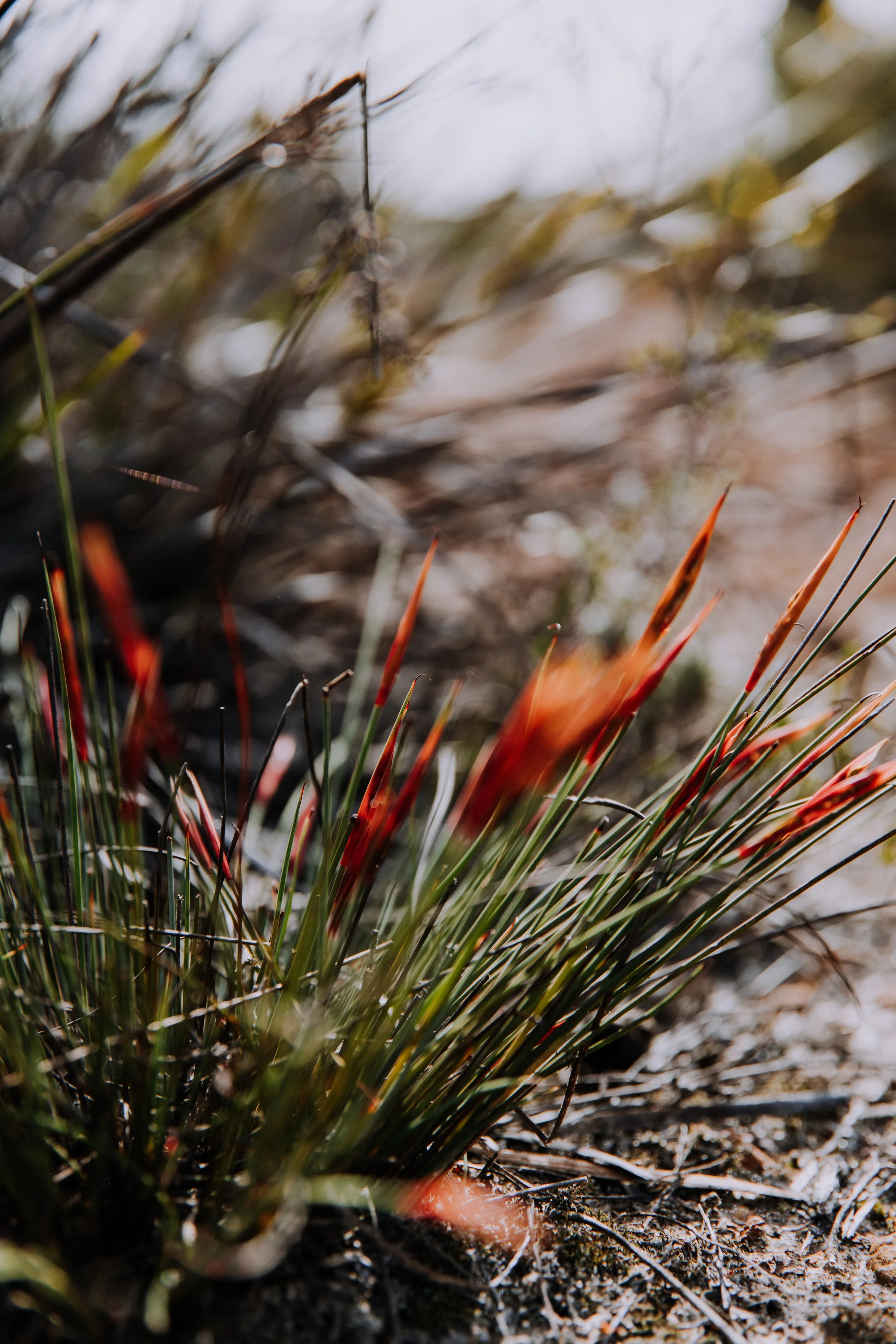 2025 Esperance Native Nursery byrosiehenderson-9539.jpg