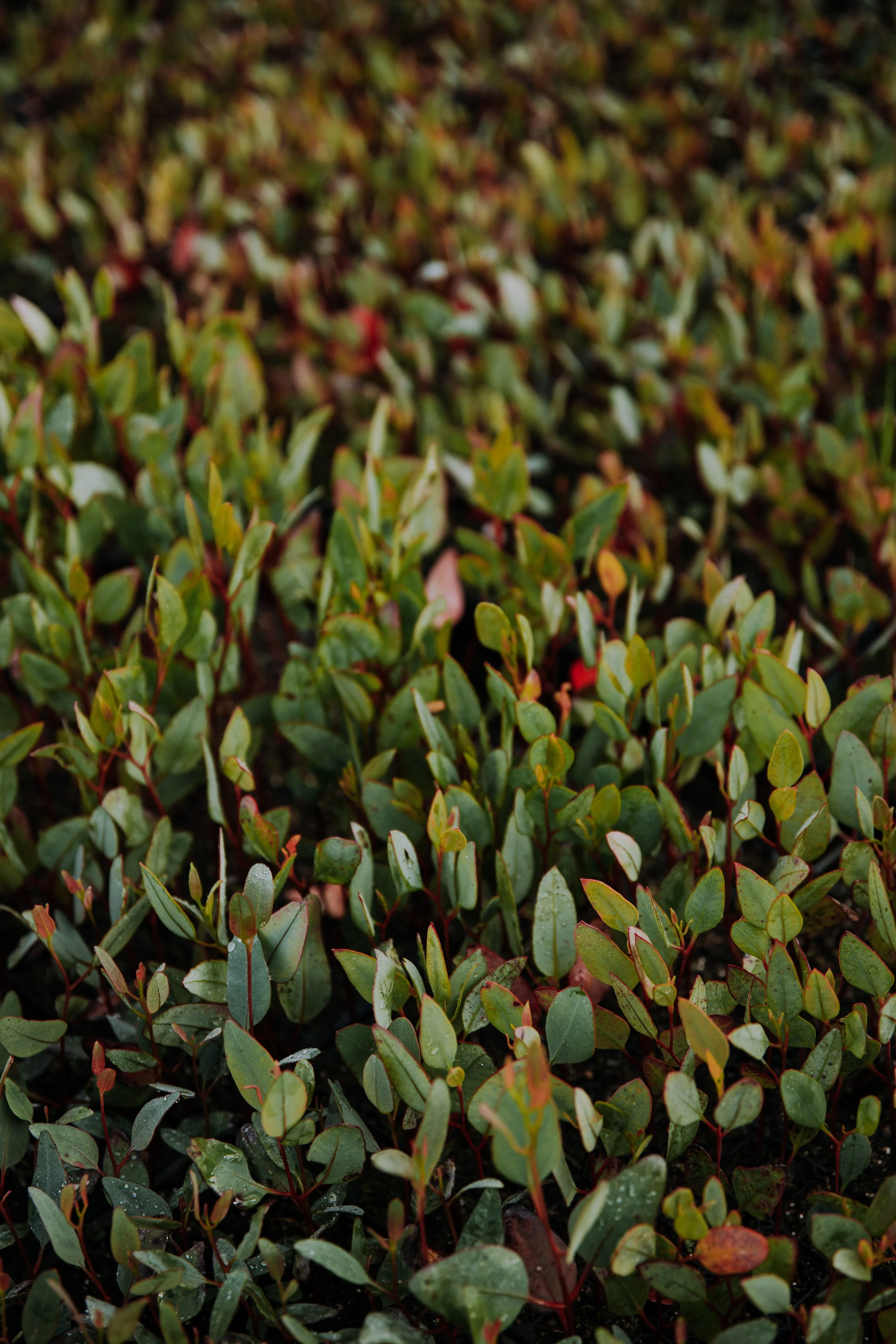 2025 Esperance Native Nursery byrosiehenderson-8574.jpg