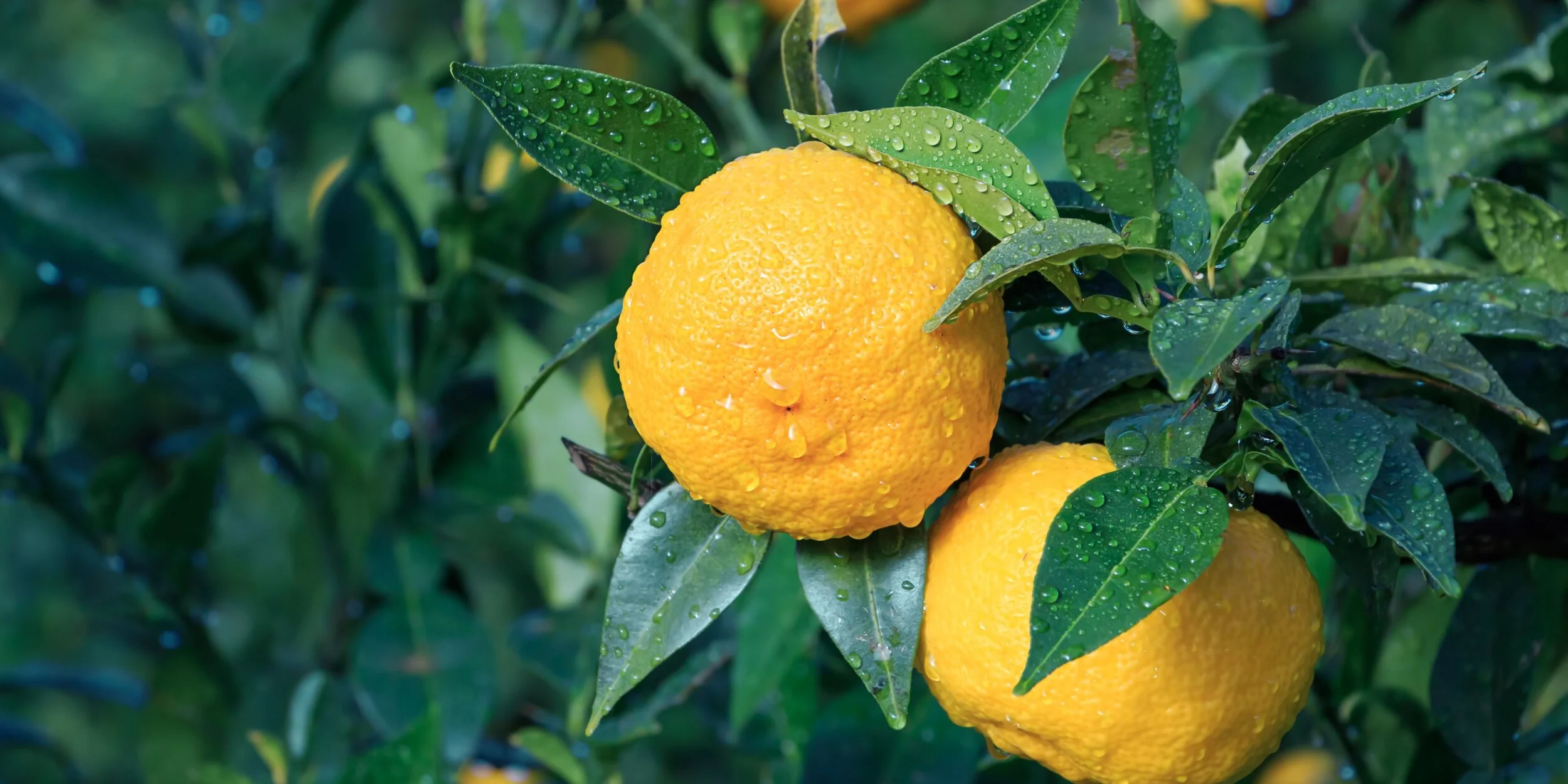 The Wonder of Lemons!