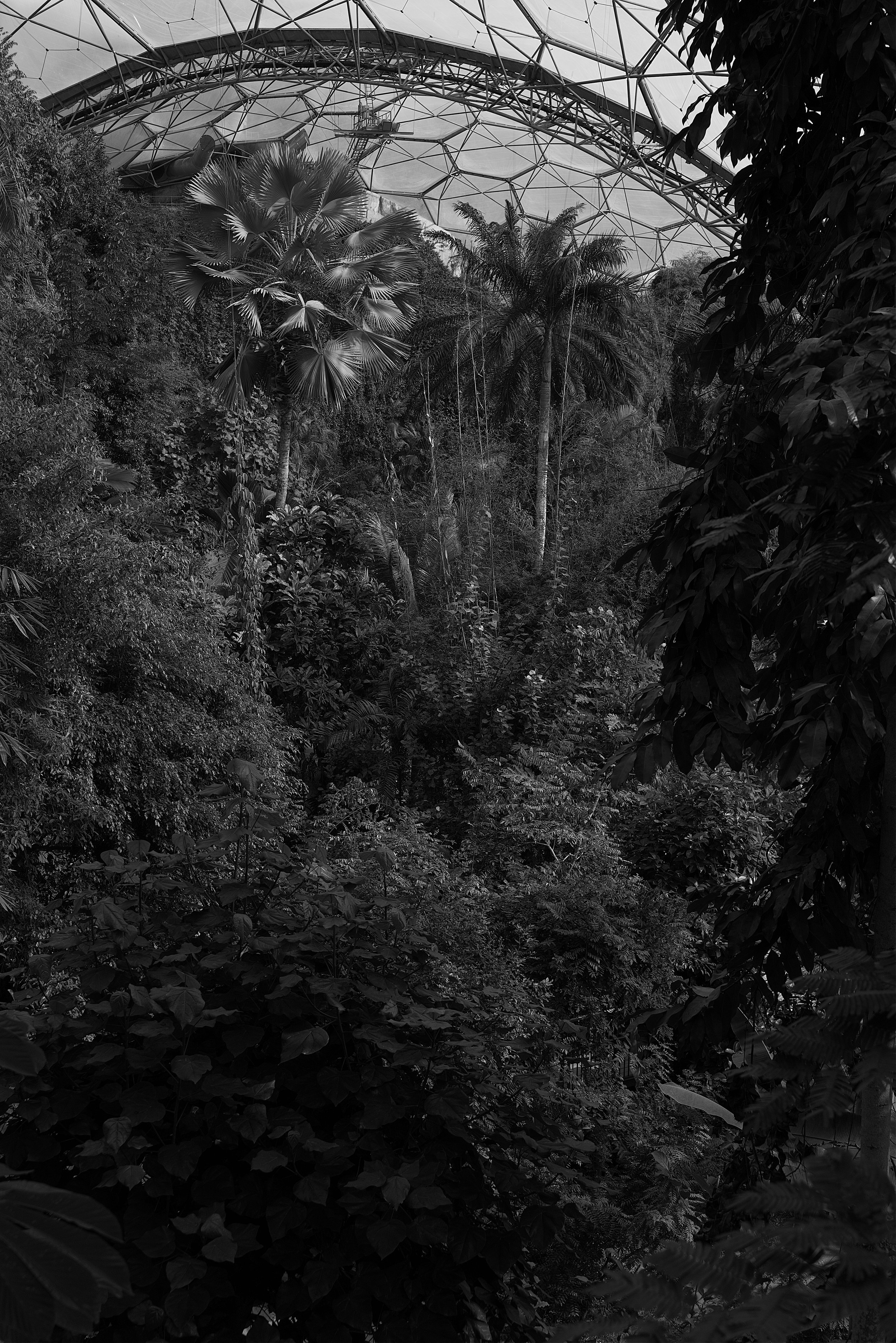 Proper Jungle -  Eden Project 2 - March 2026.jpg