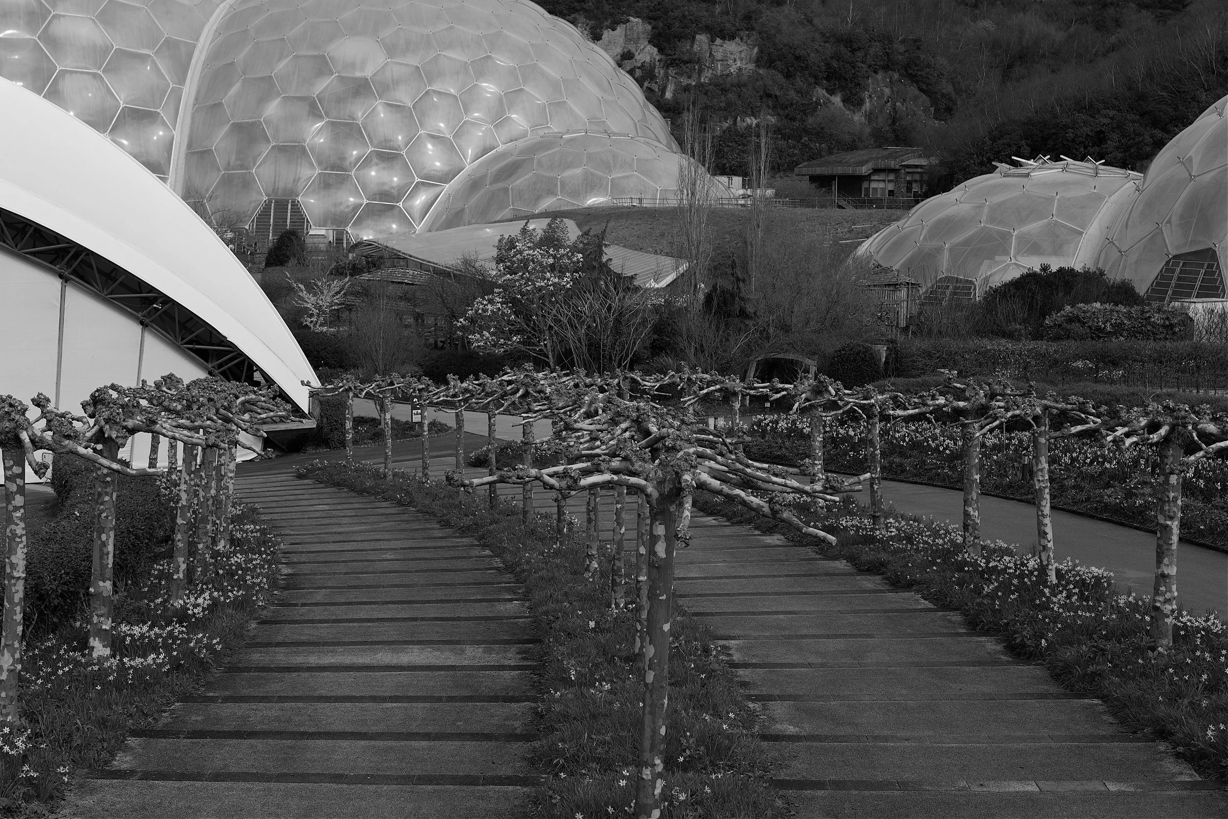 Through The Vines - Eden Project - March 2026.jpg