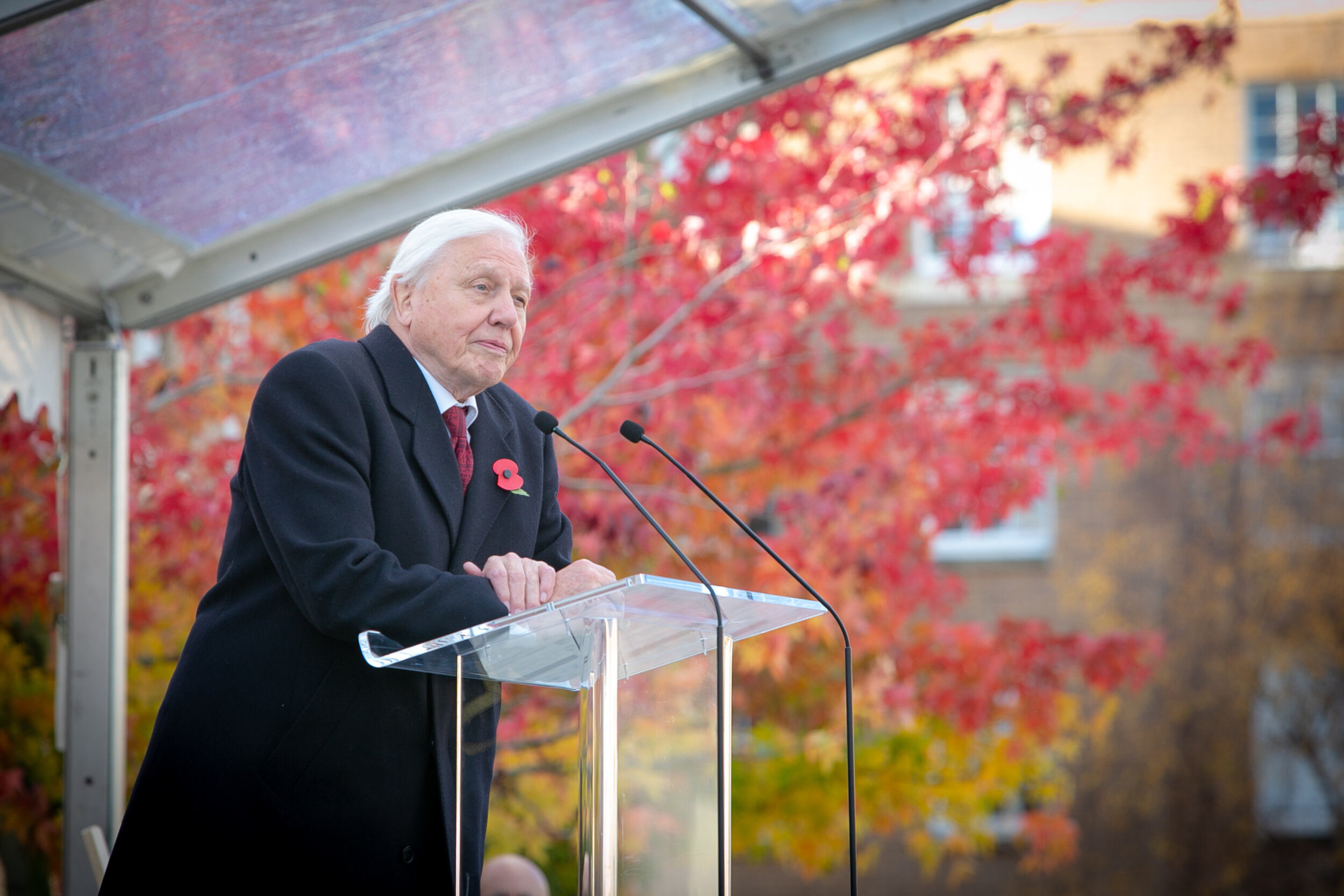 ©OP001Sir David Attenborough at Remembrance Day event 2018.jpg