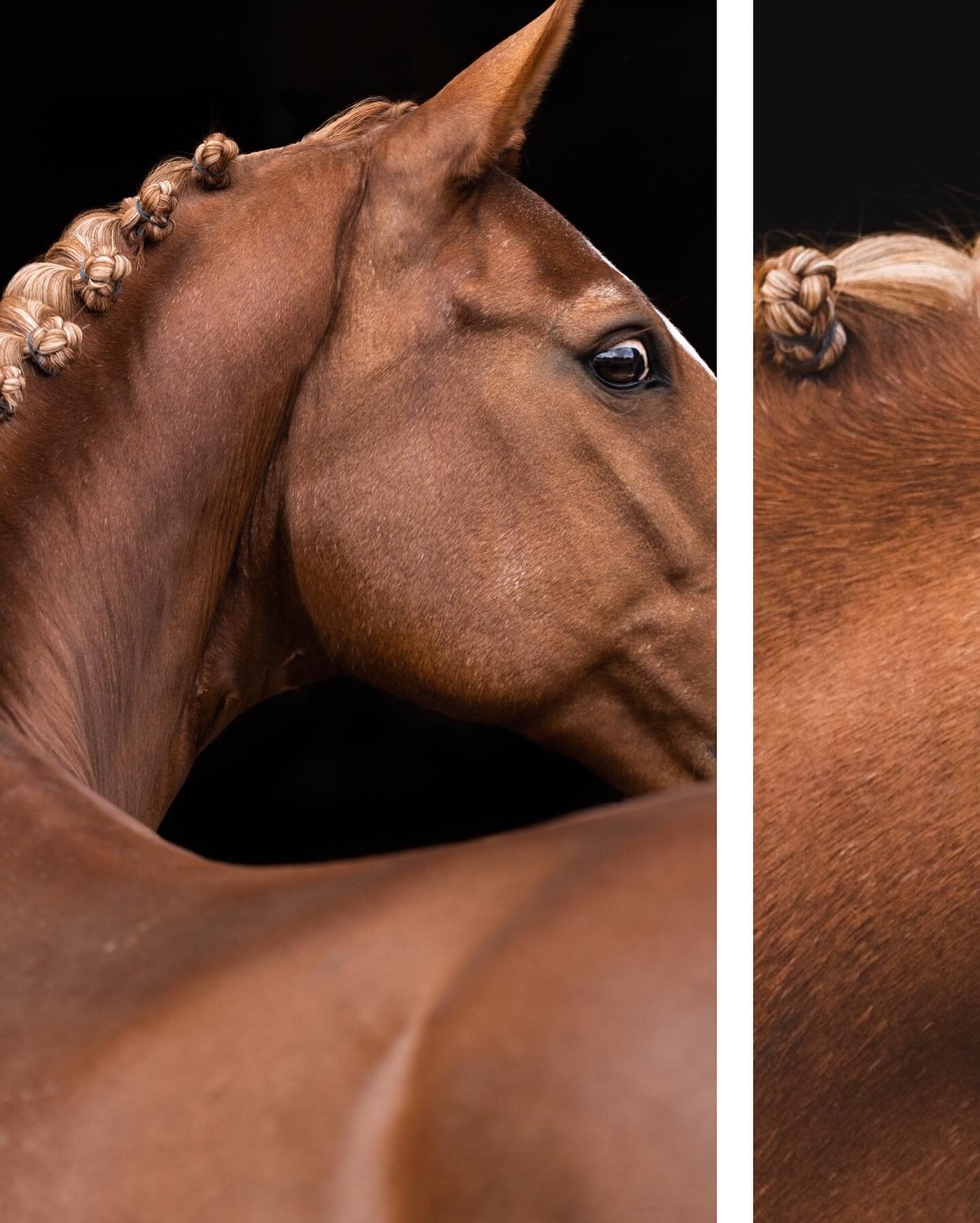 》🧡 B I J T A J I R M A 🧡
.
.
.

#horsephotography #horse #horsesofinstagram #horses #equestrian #equine #horseriding #instahorse #horselove #horselover #equestrianlife #equinephotography #pferd #photography #dressage #pony #pferde #pferdefotografie