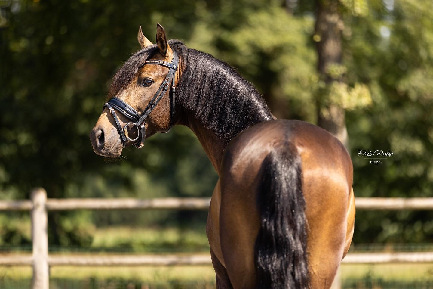 》De laatste tijd veel fijne (verkoop)paarden voor de lens gehad!❤️ Afgelopen week ben ik weer langs geweest bij @verdonistables2017 om de verkooppaarden en de veulens op de gevoelige plaat vast te leggen📸 van de schimmel hebben we ook gave reels gem