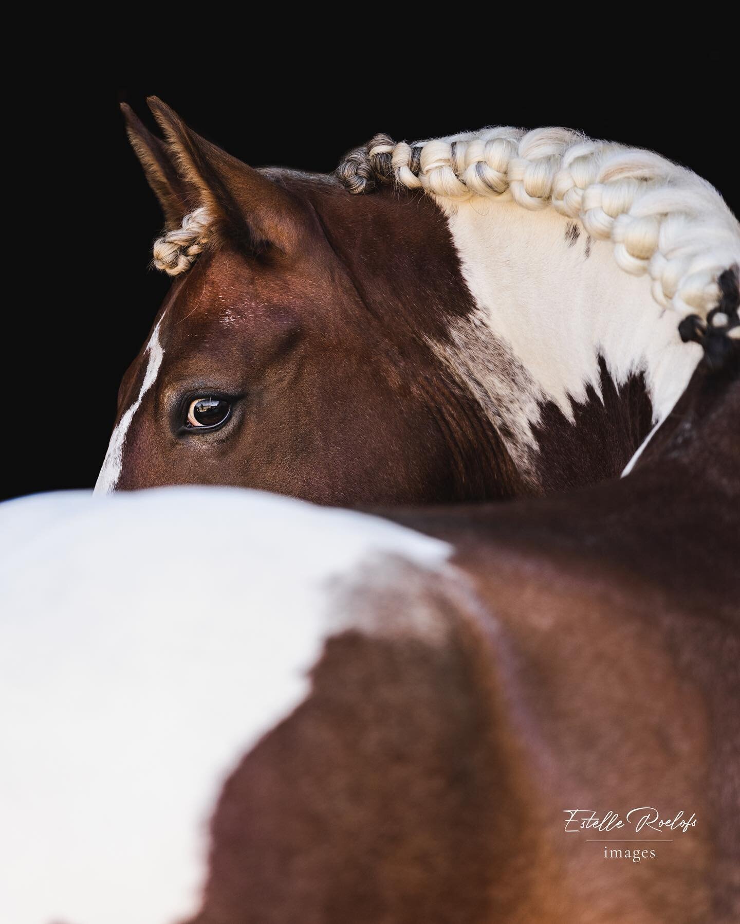 》Equine fine-art🖤 hier is maar zo weinig voor nodig, maar zegt tegelijkertijd zoveel meer dan een normale portretfoto💕
.
.
.

#horsephotography #horse #horsesofinstagram #horses #equestrian #equine #horseriding #instahorse #horselove #horselover #e