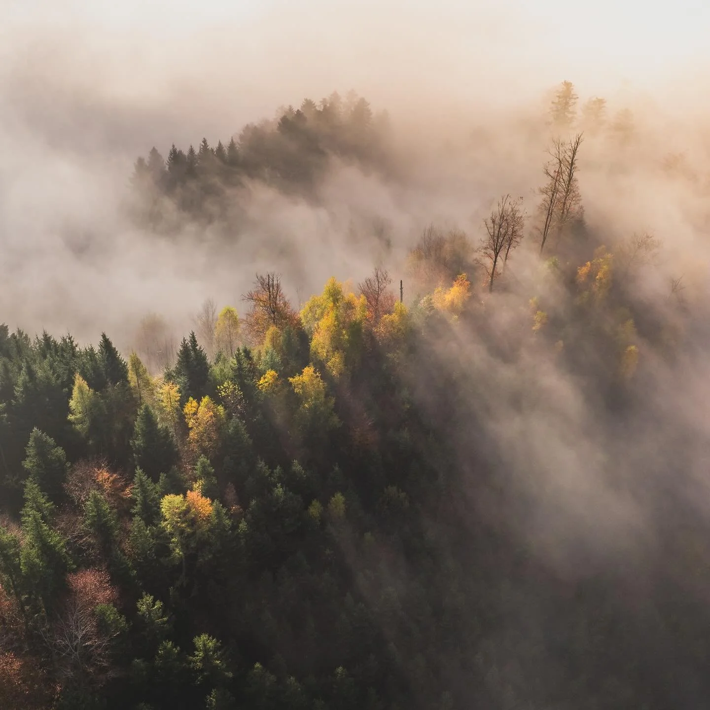 Above the fog - I love to search light above the fog 😍 

. #inLOVEwithSWITZERLAND#amazingswitzerland #verliebtindieschweiz #naturelovers #natureaddicts #unlimitedswitzerland #switzerlandcolors #earthpix #places_wow #instatravelling #super_switzerlan