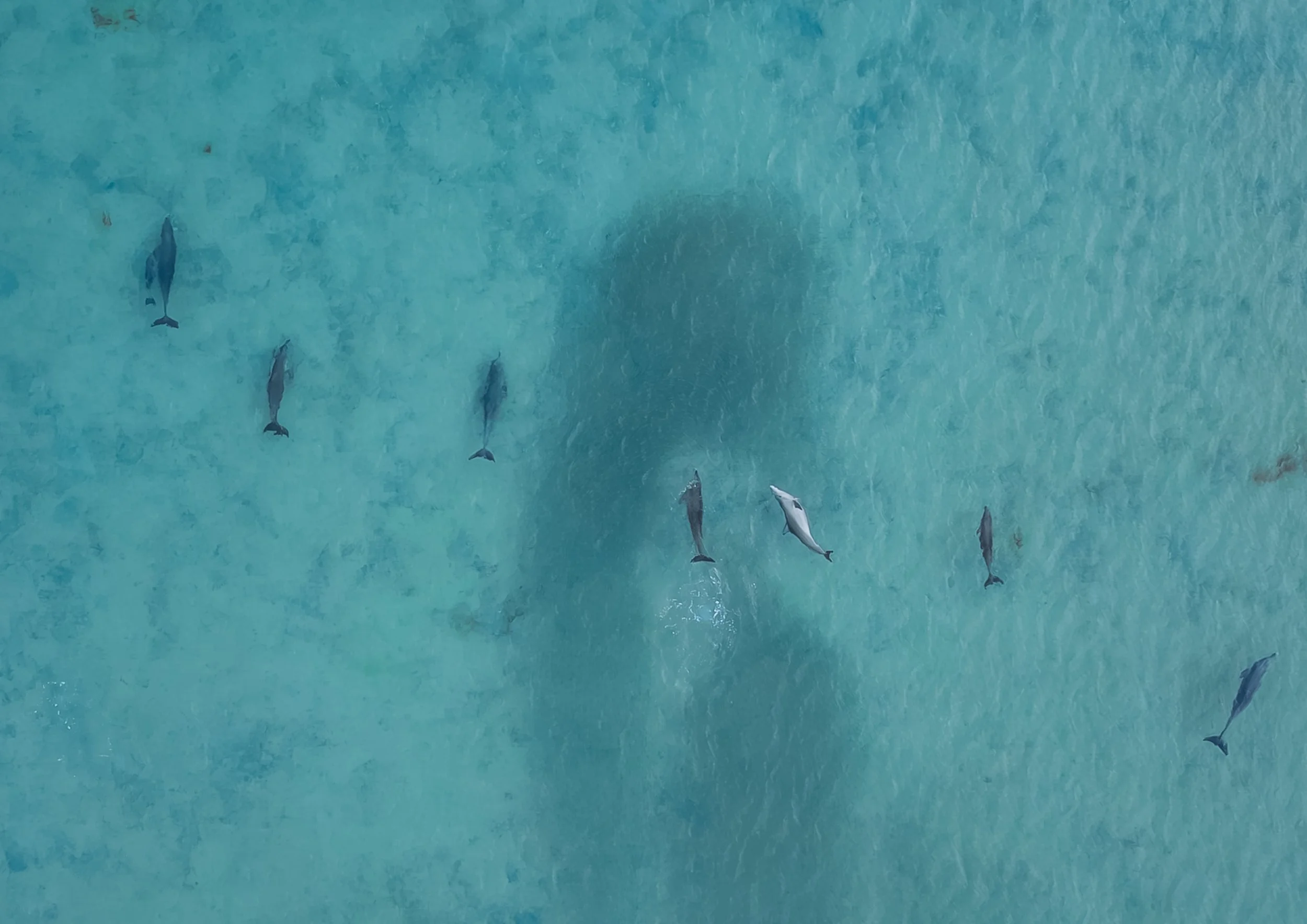 6 - BUSSELTON 2024 DOLPHINS EDIT V2 - 3.jpg