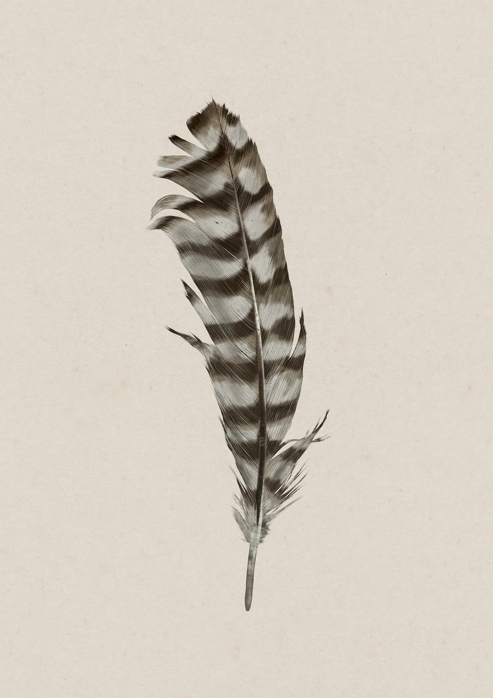Owl Feather Sketch