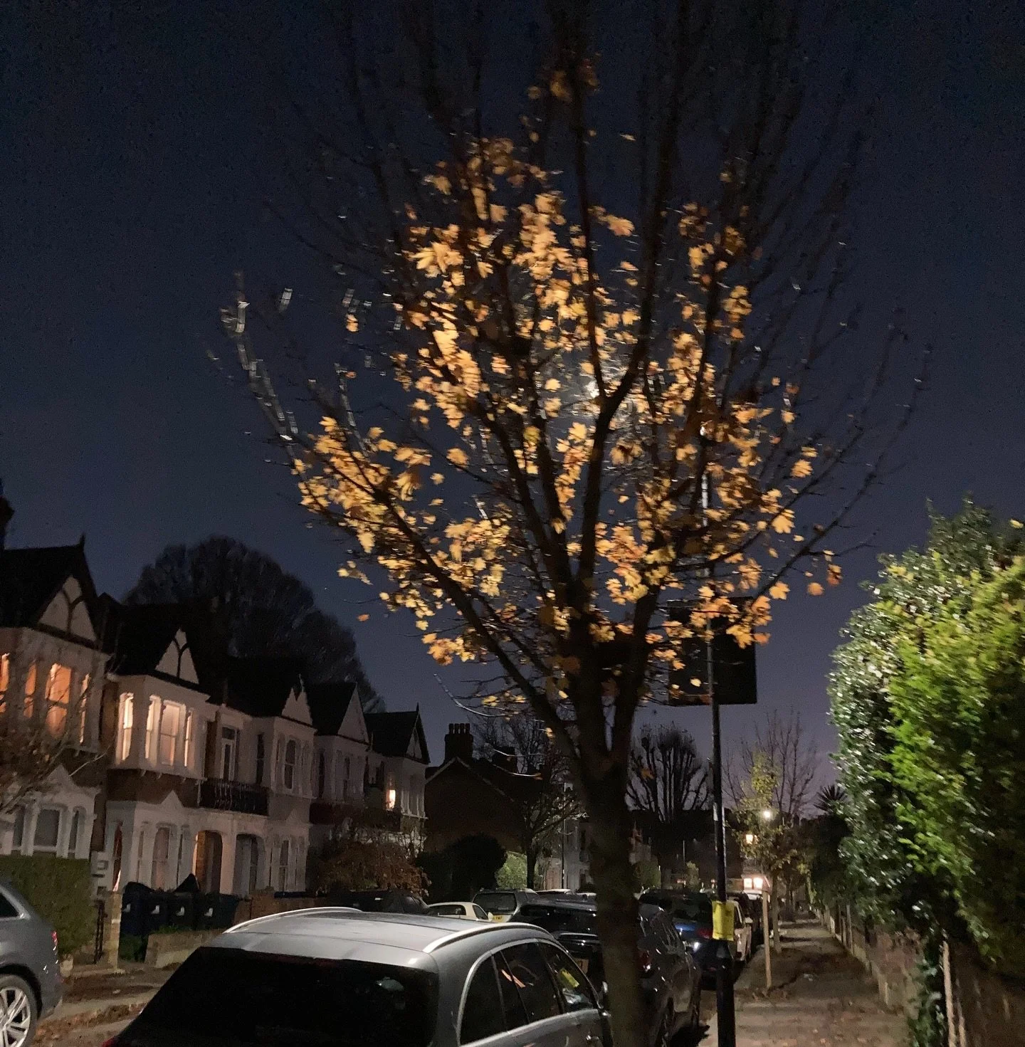 Walking down our street, before the last leaves fell. 

Happy Christmas.