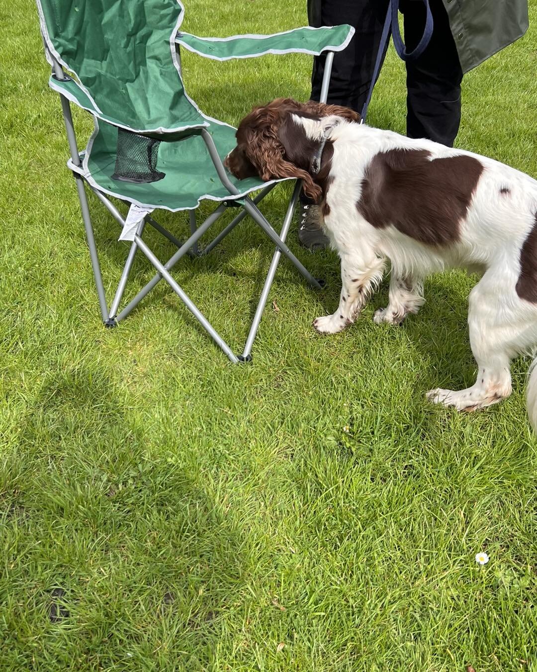 So so proud of Barney, not only did he complete his UK Sniffer Dogs Silver course he is starting to turn the corner and master retrieving, I cannot wait to see how he progresses, I am super pleased with how hard you have worked&hellip;👏🏻👏🏻