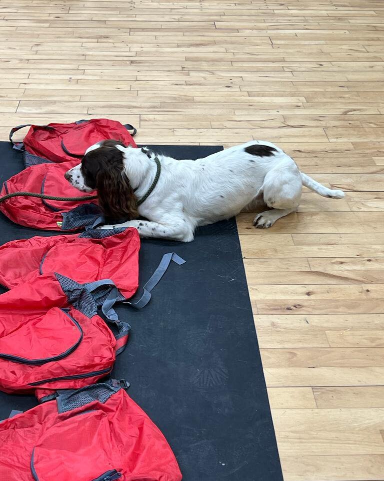 🌟 New Courses

🌟UK Sniffer dogs scent detection for pet dogs.

As we all know dogs love sniffing, join me for either of the below courses for some 
sniffing fun.
Scent work is not just for particular breeds it is open to everyone dogs of all ages a