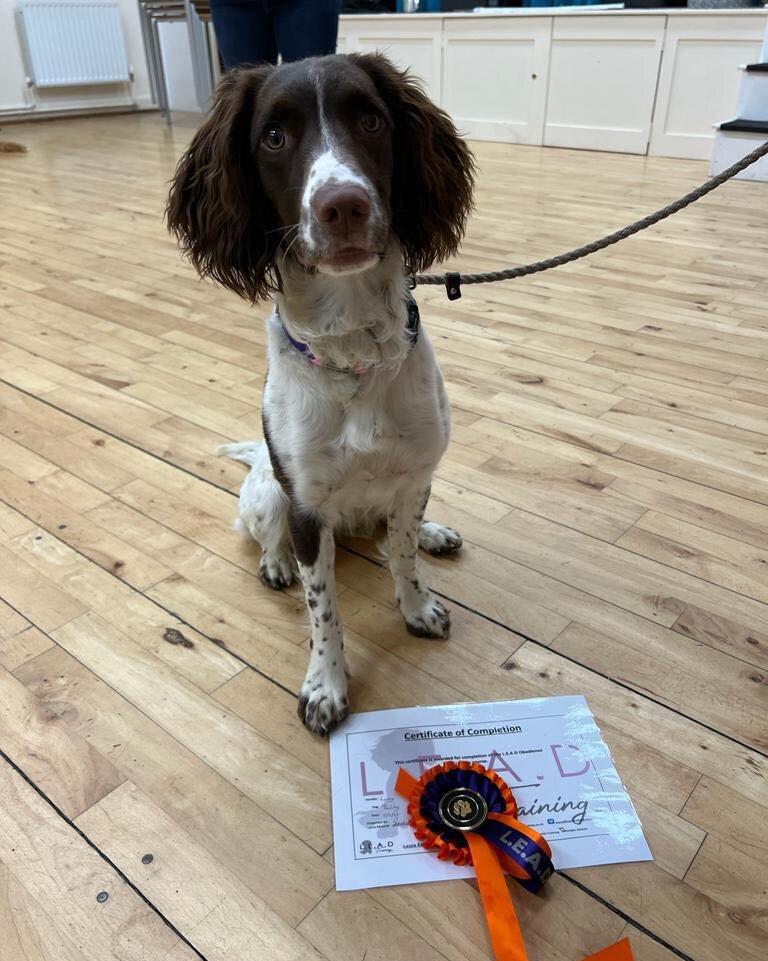 The 6 months plus completed their obedience training course with me on Tuesday.
 
Thank you for allowing me to be apart of your training journey.

🐾🐾