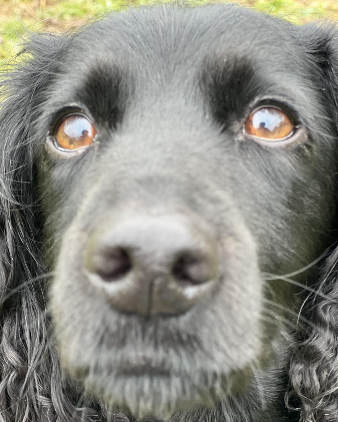 🌟🌟 Luna has some exciting news to share&hellip;

🐾 Saturday morning dog school 17th June at 10am in Otham.

🐾 Would you love to be able to improve your loose lead walking?

🐾 Would you love to be able to improve your Recall?

This one off sessio