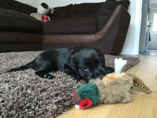 puppy behaviour lessons near maidstone kent