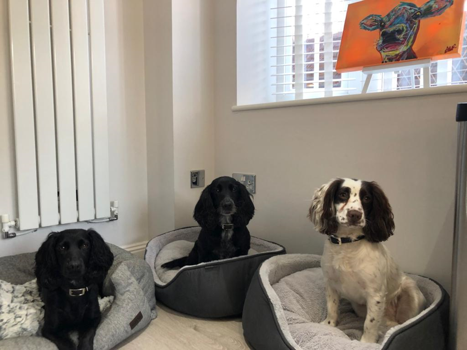 puppy training east farleigh