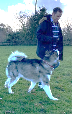 puppy training bearsted kent