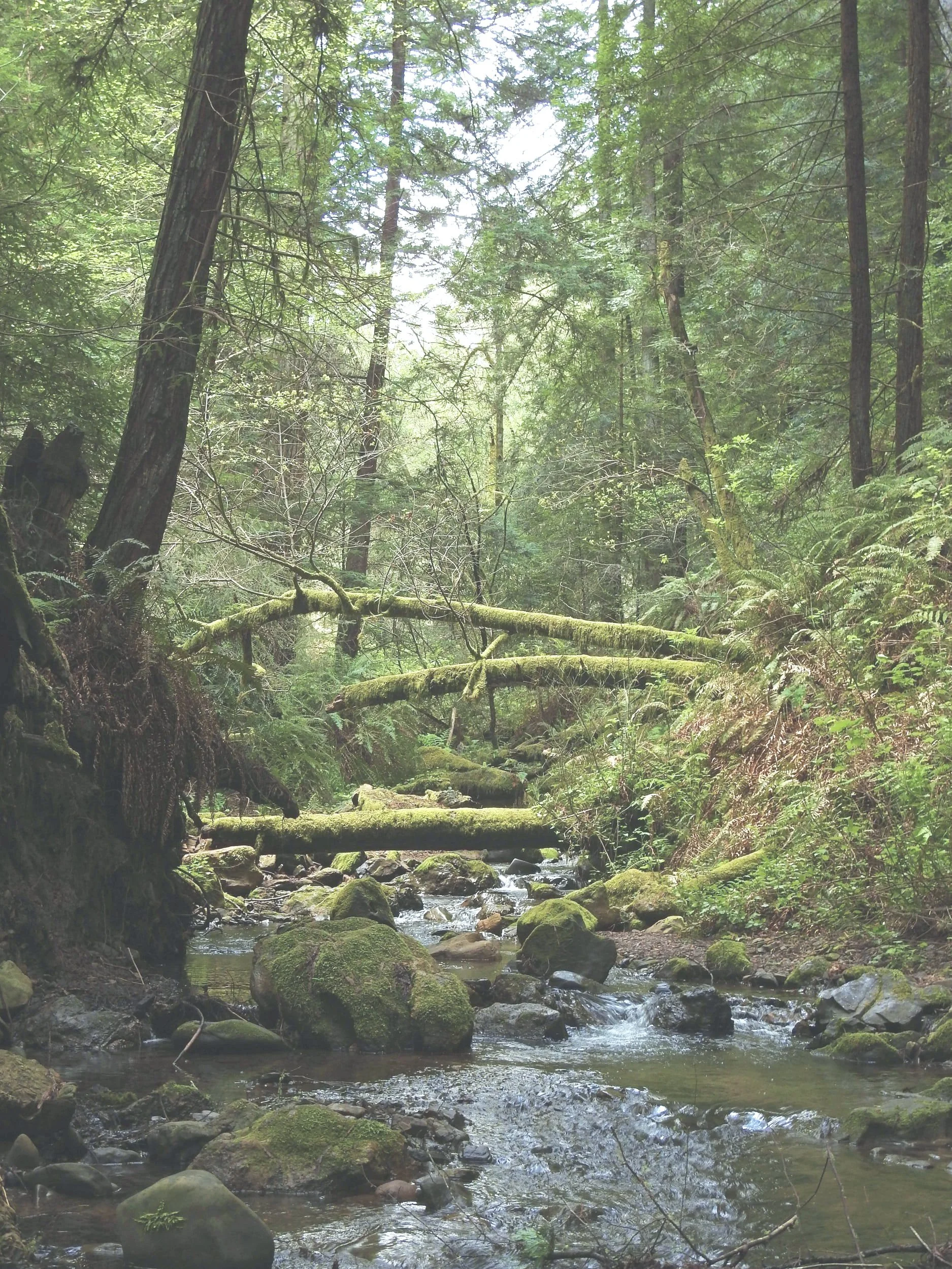 Photo of a lush green forest and creek