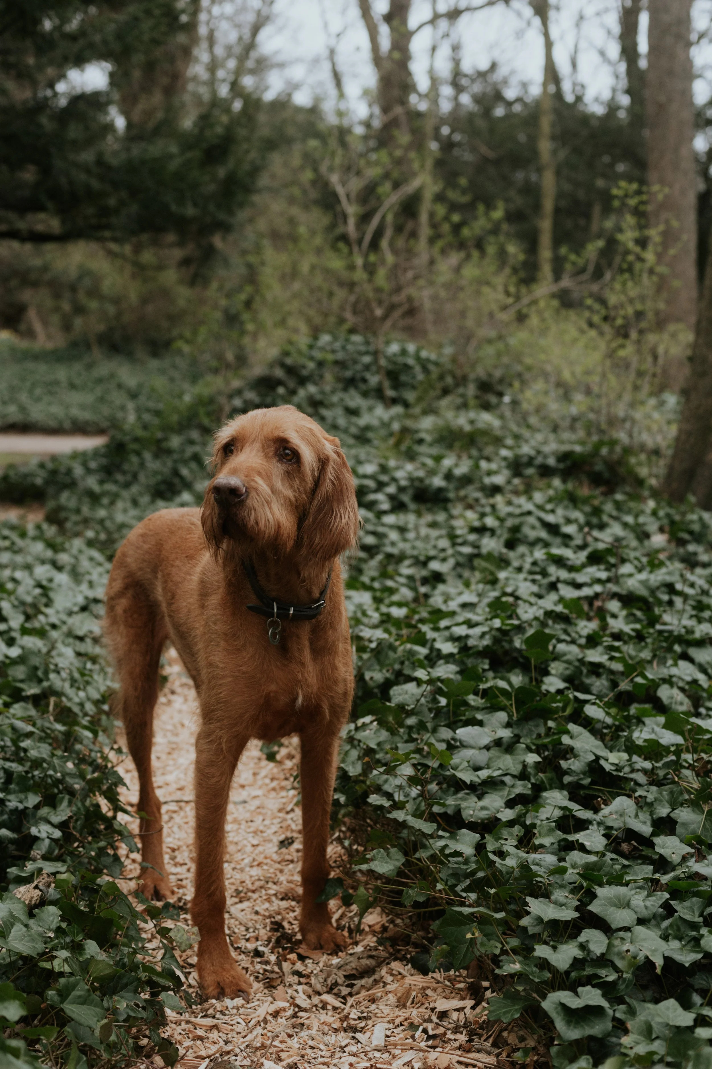 Dog friendly accomodation