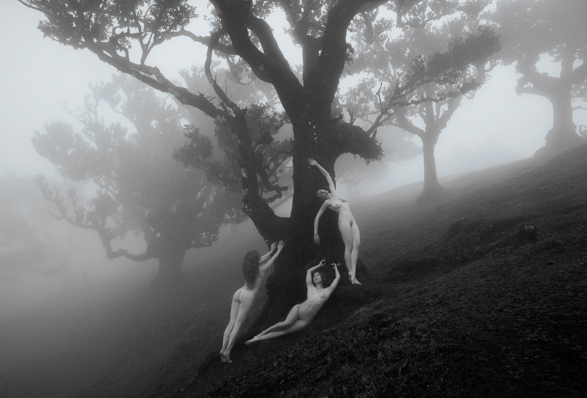 Foggy Forest