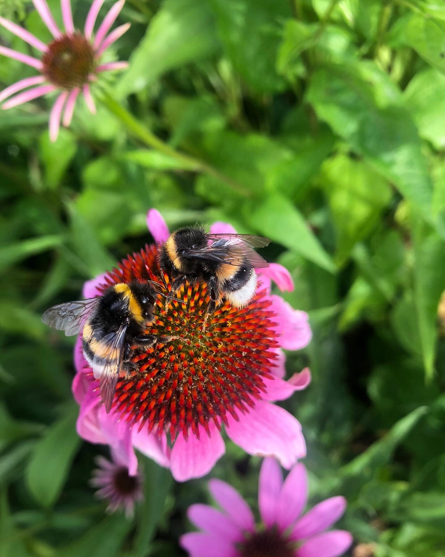 🐝🐝 
@la.humla.suse er en idealistisk forening som jobber for &aring; bevare humler i Norge. Nysgjerrig p&aring; humla? Legg turen innom Milj&oslash;festivalen for &aring; l&aelig;re mer om v&aring;re elleville best&oslash;vere! 

Humlene har en meg
