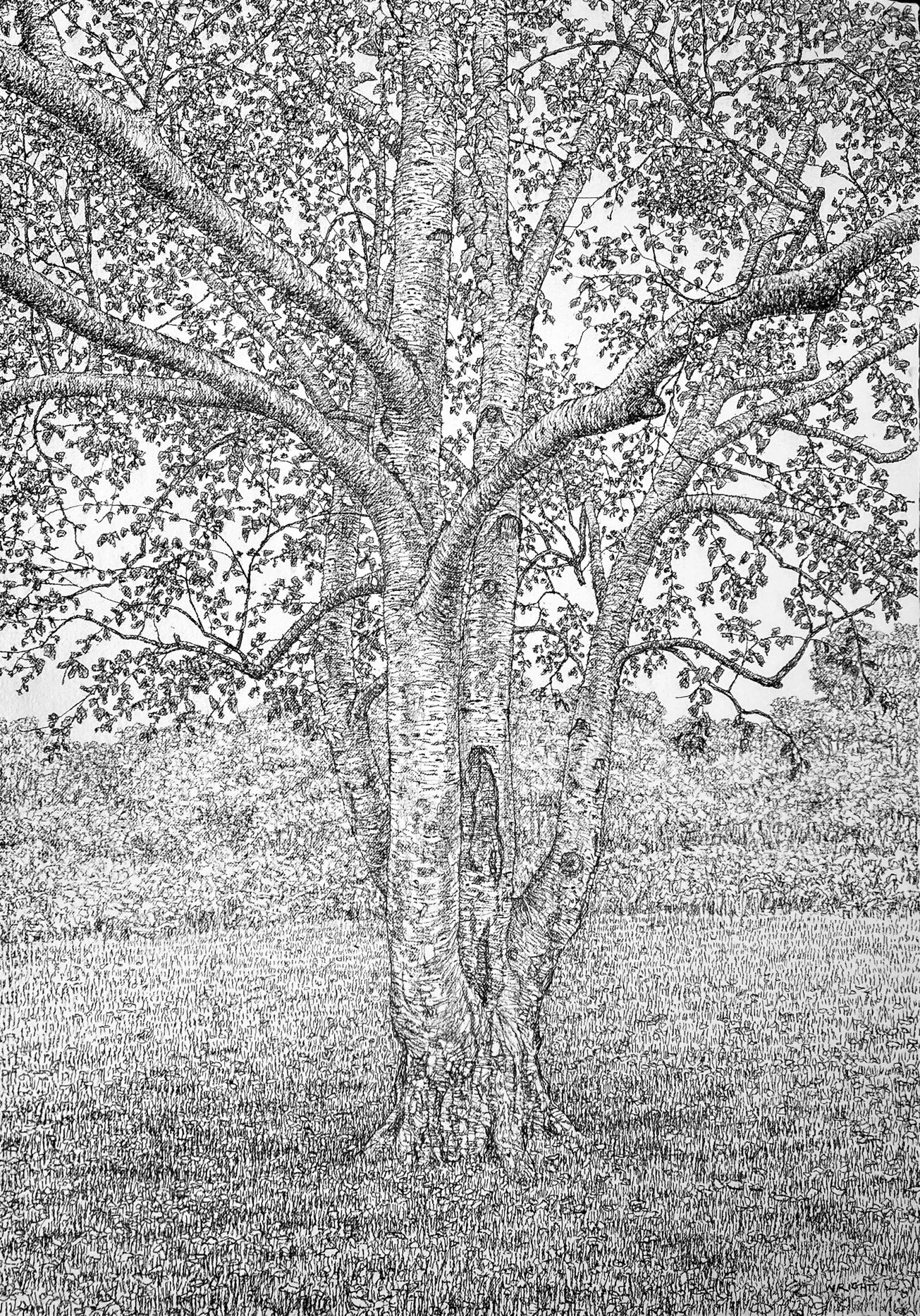 Silver Birch, Late Summer